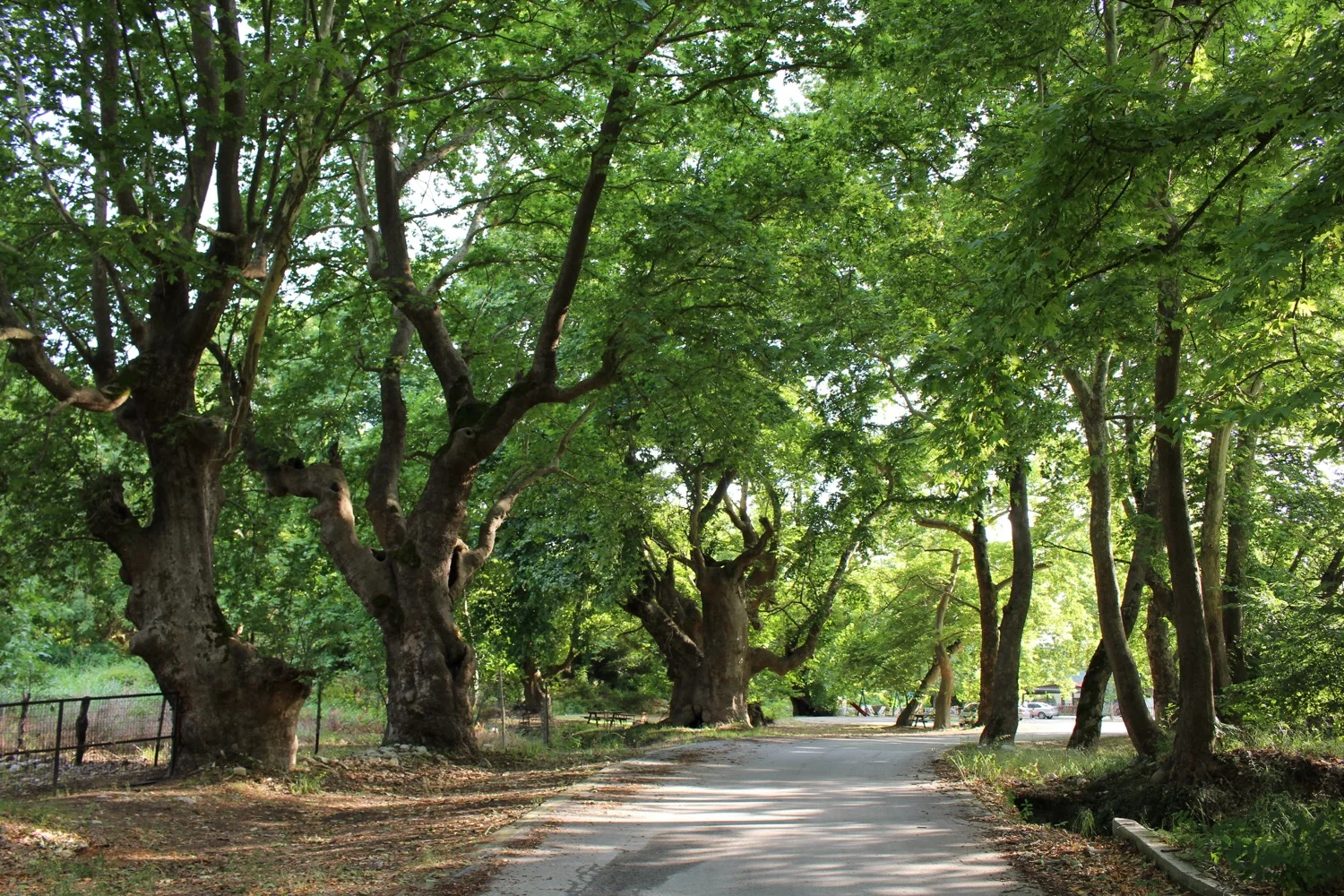 Plane Tree, Mount Pangaio, Macedonia