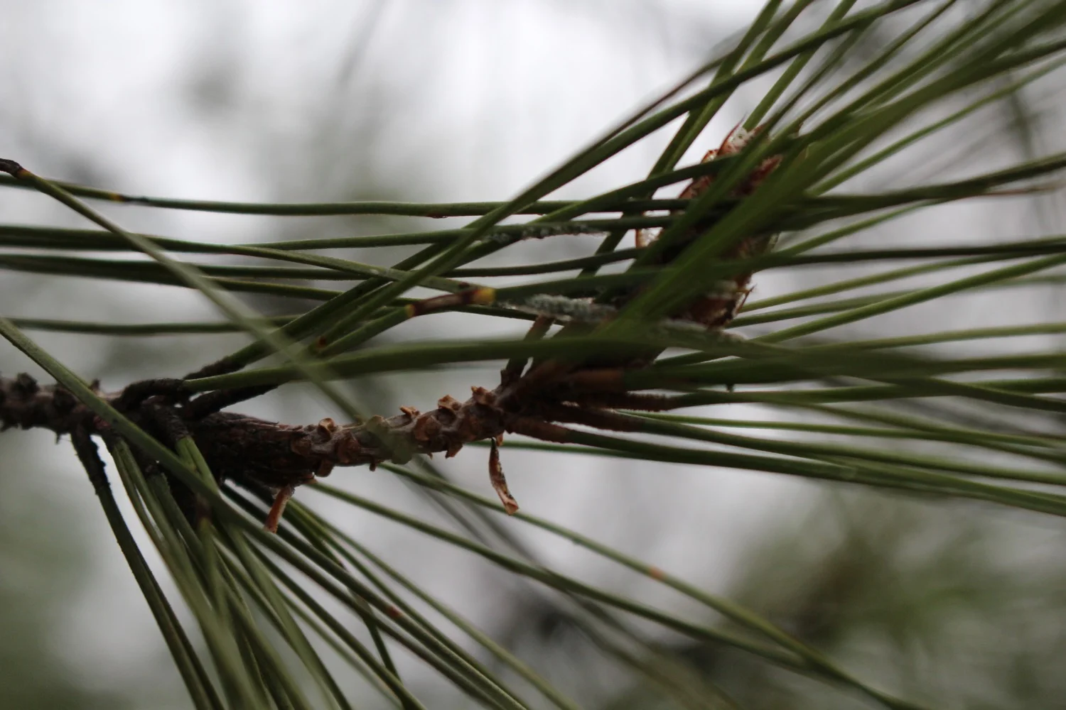 Pine Tree Branch, Naousa, Macedonia