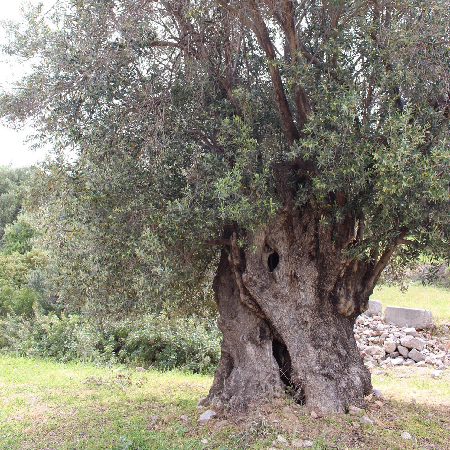Olive Tree on Chios, North Aegean Islands