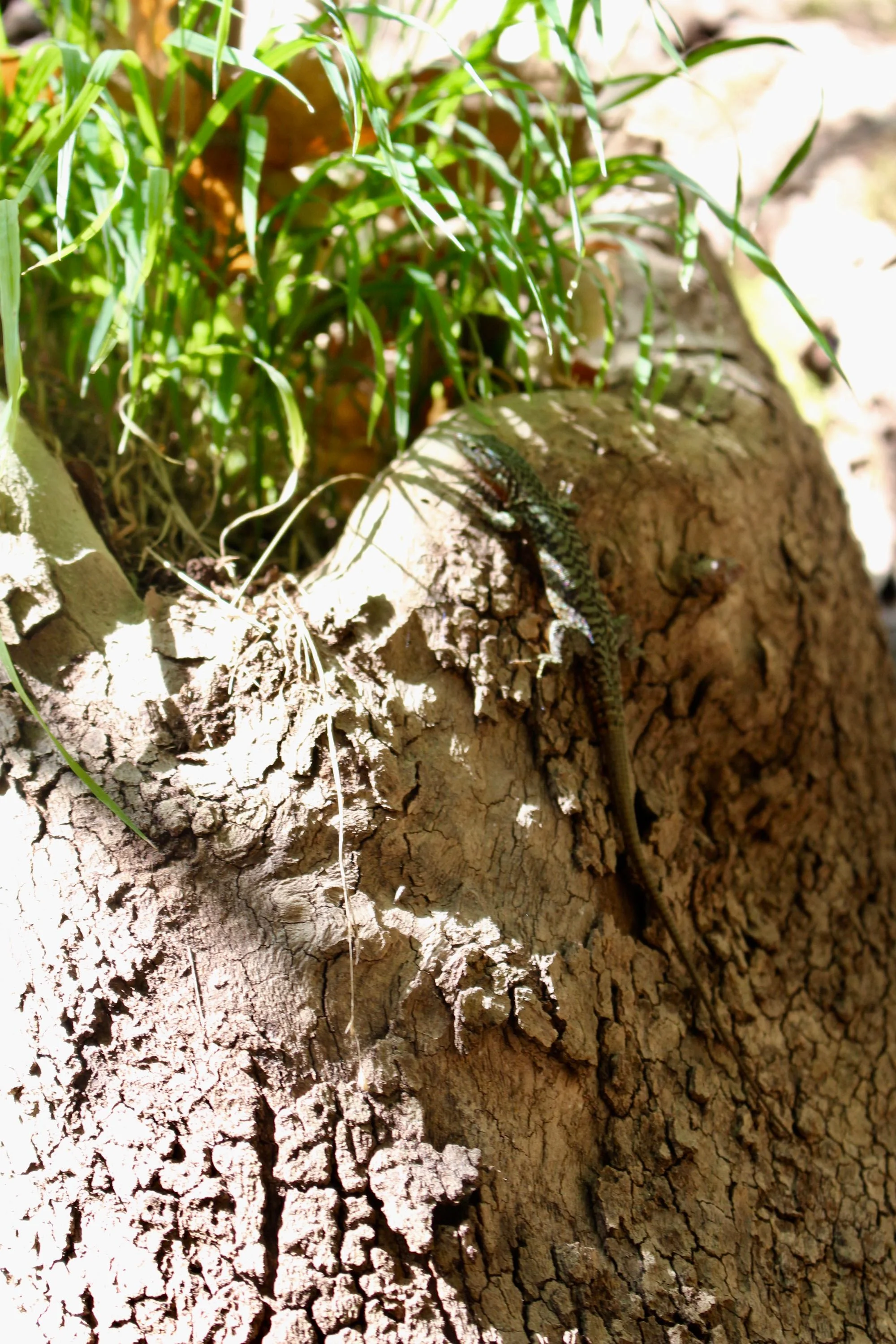 Lizard on Samothrace, North Aegean Islands