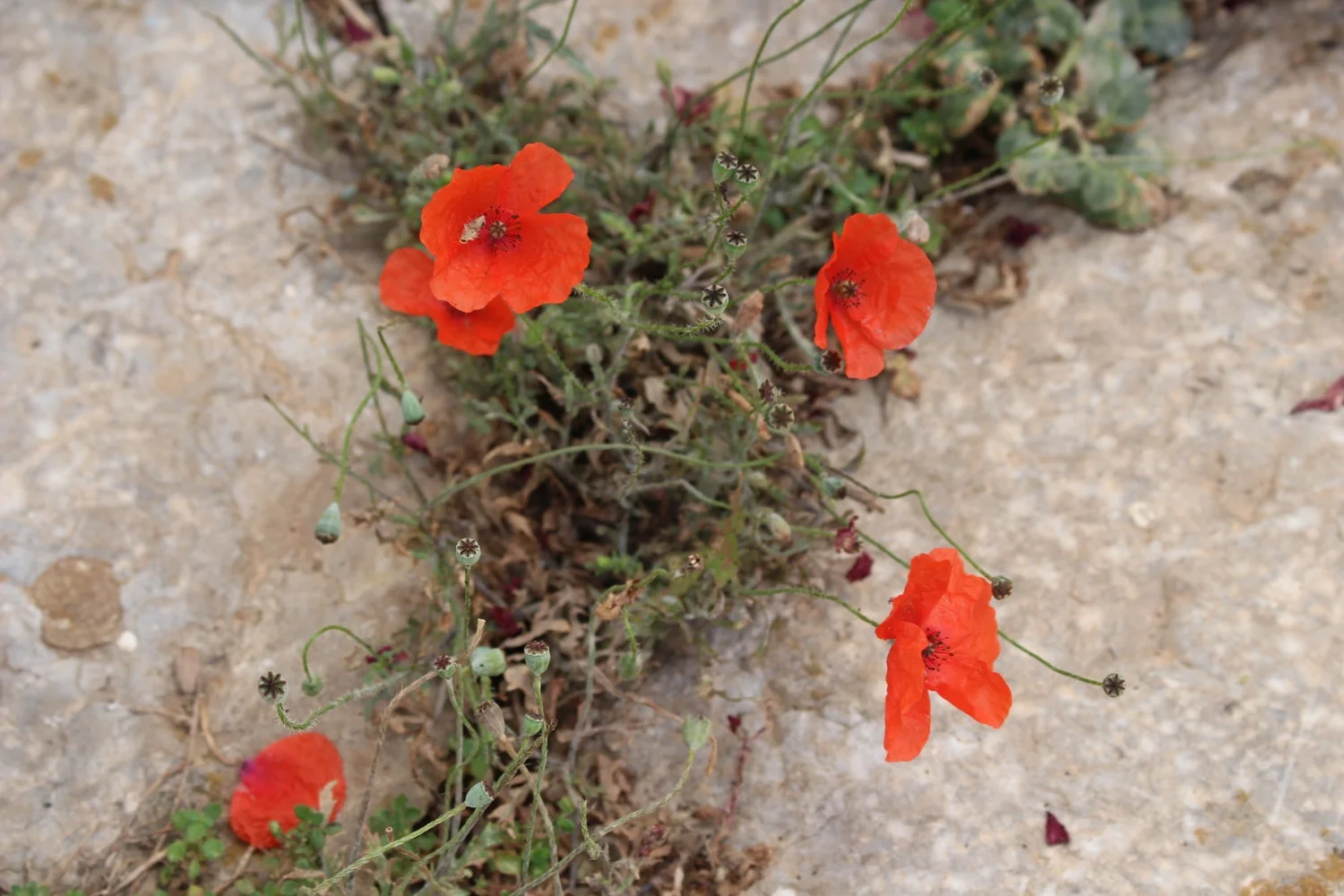 Wild Poppies, Nafplio, Argolida, Peloponnese