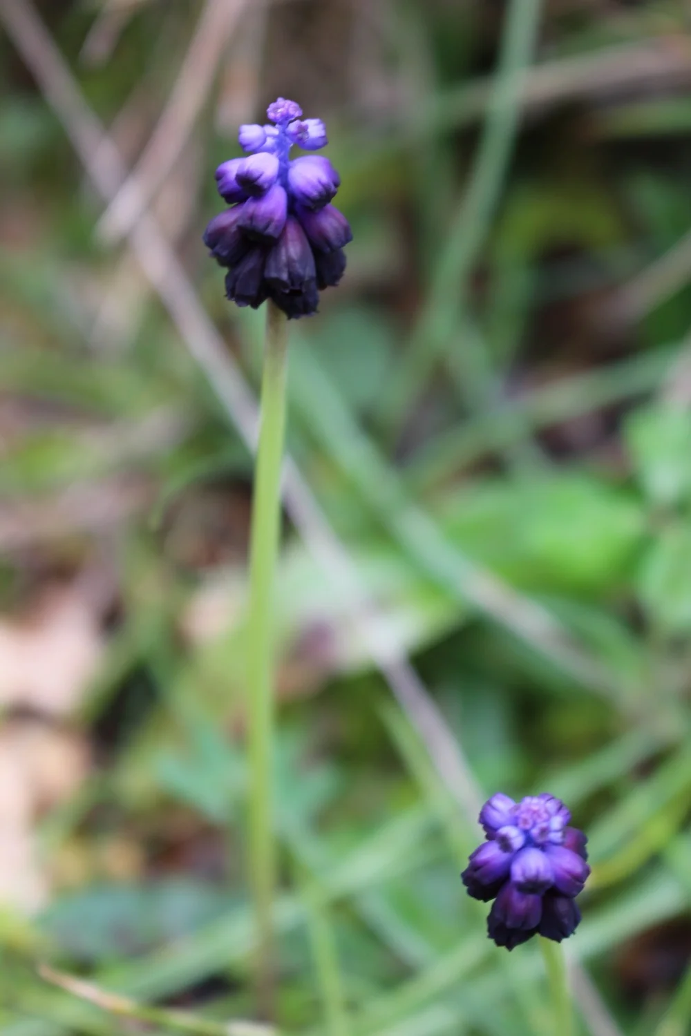 Hyacinth (Muscari spp.), Lake Stymphalia, Corinthia, Peloponnese