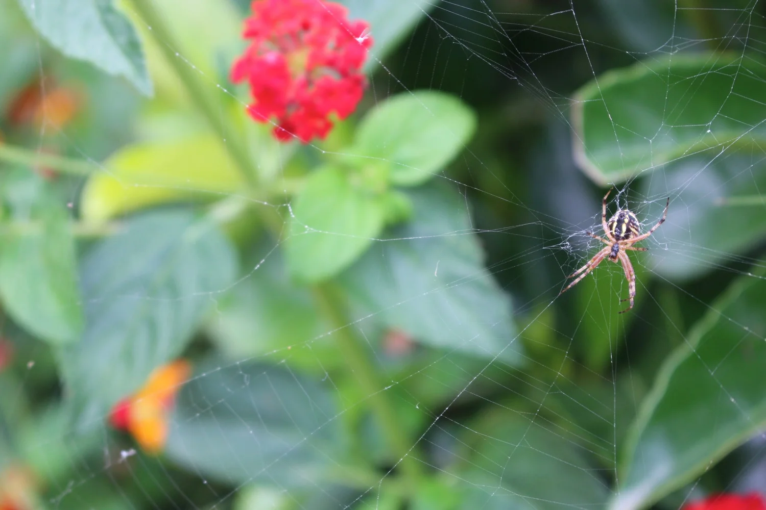 A spider building its web