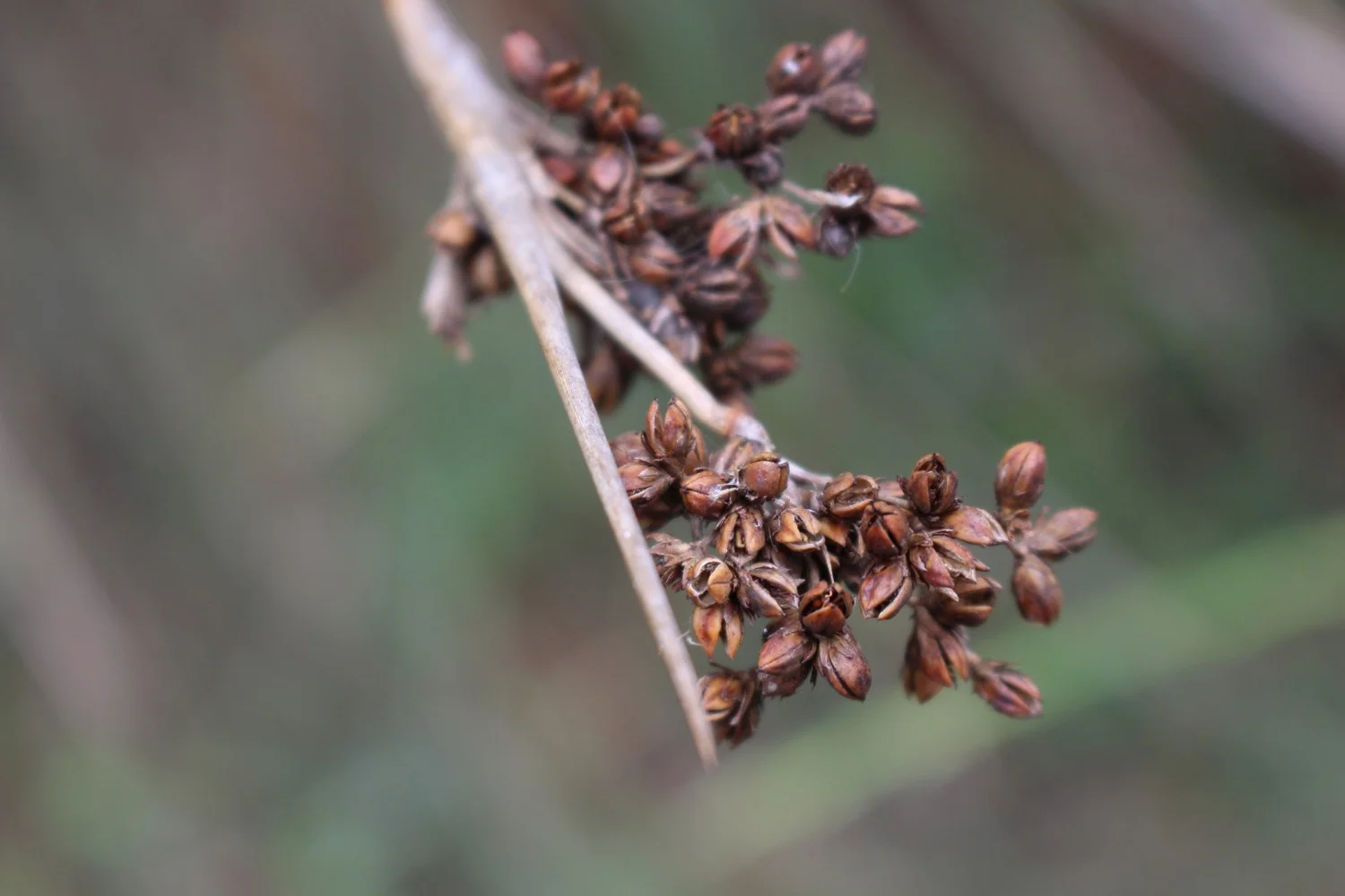 Dried seed head