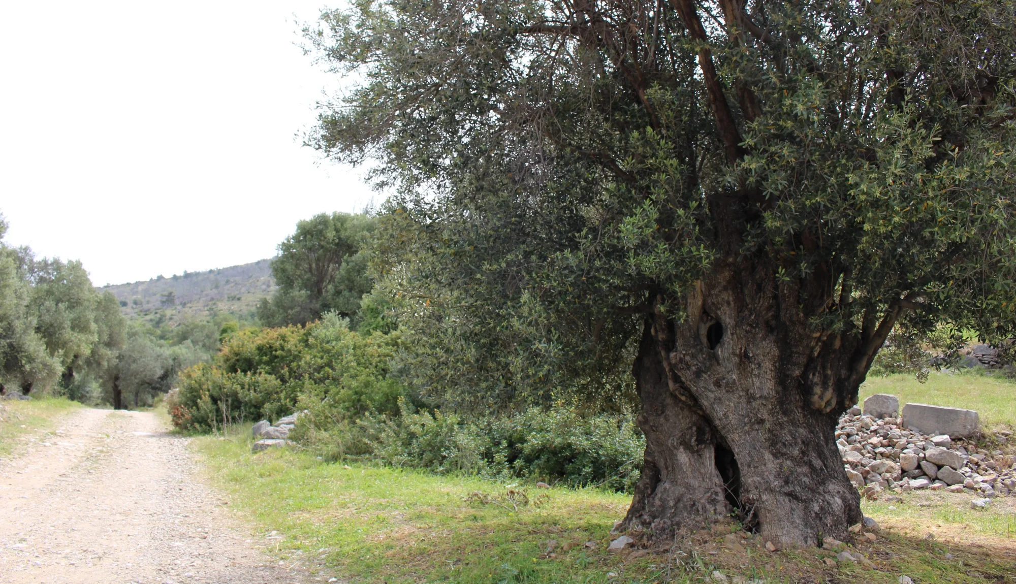 An ancient olive tree beside the road