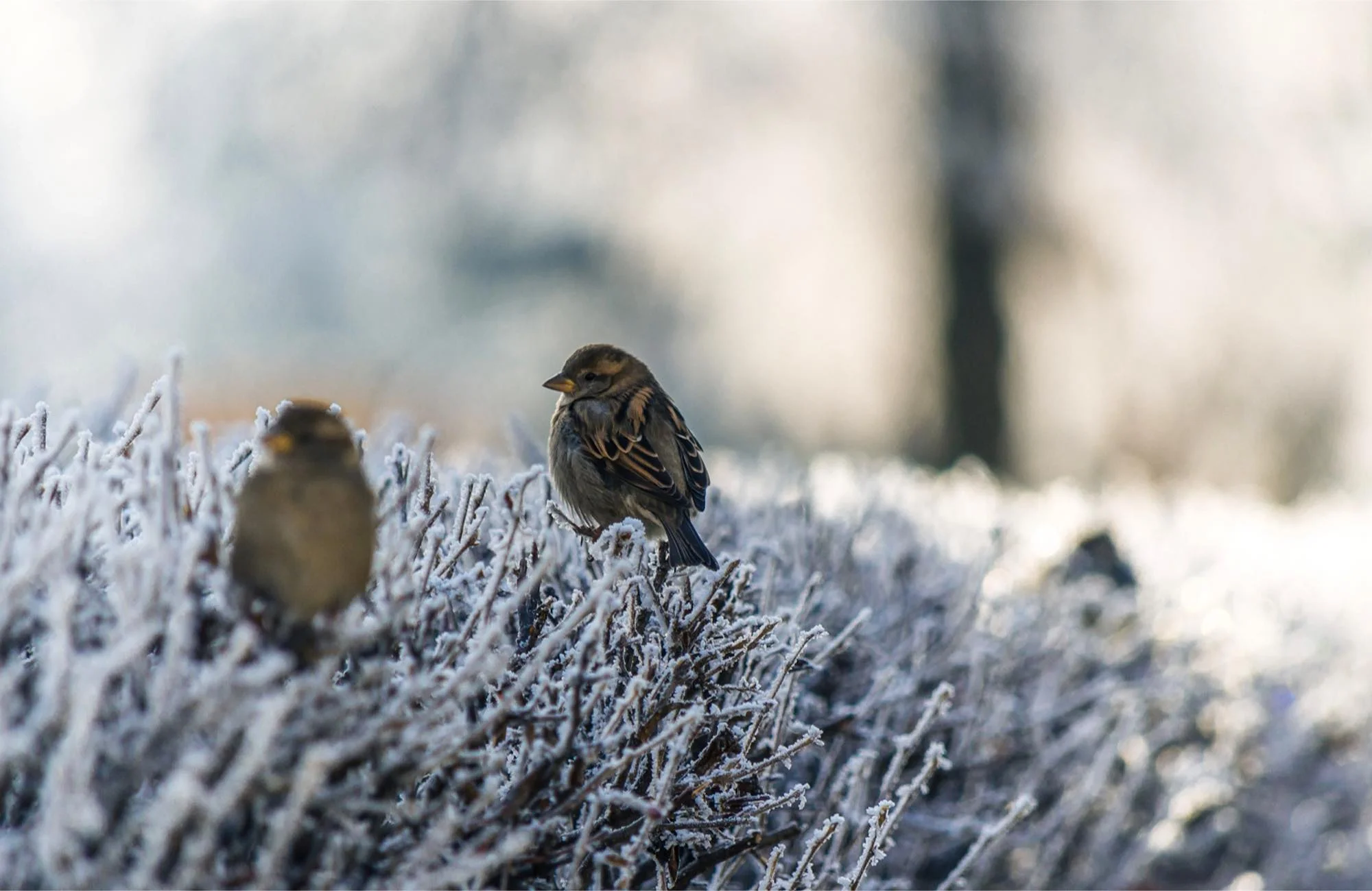 birds on snow-covered branches