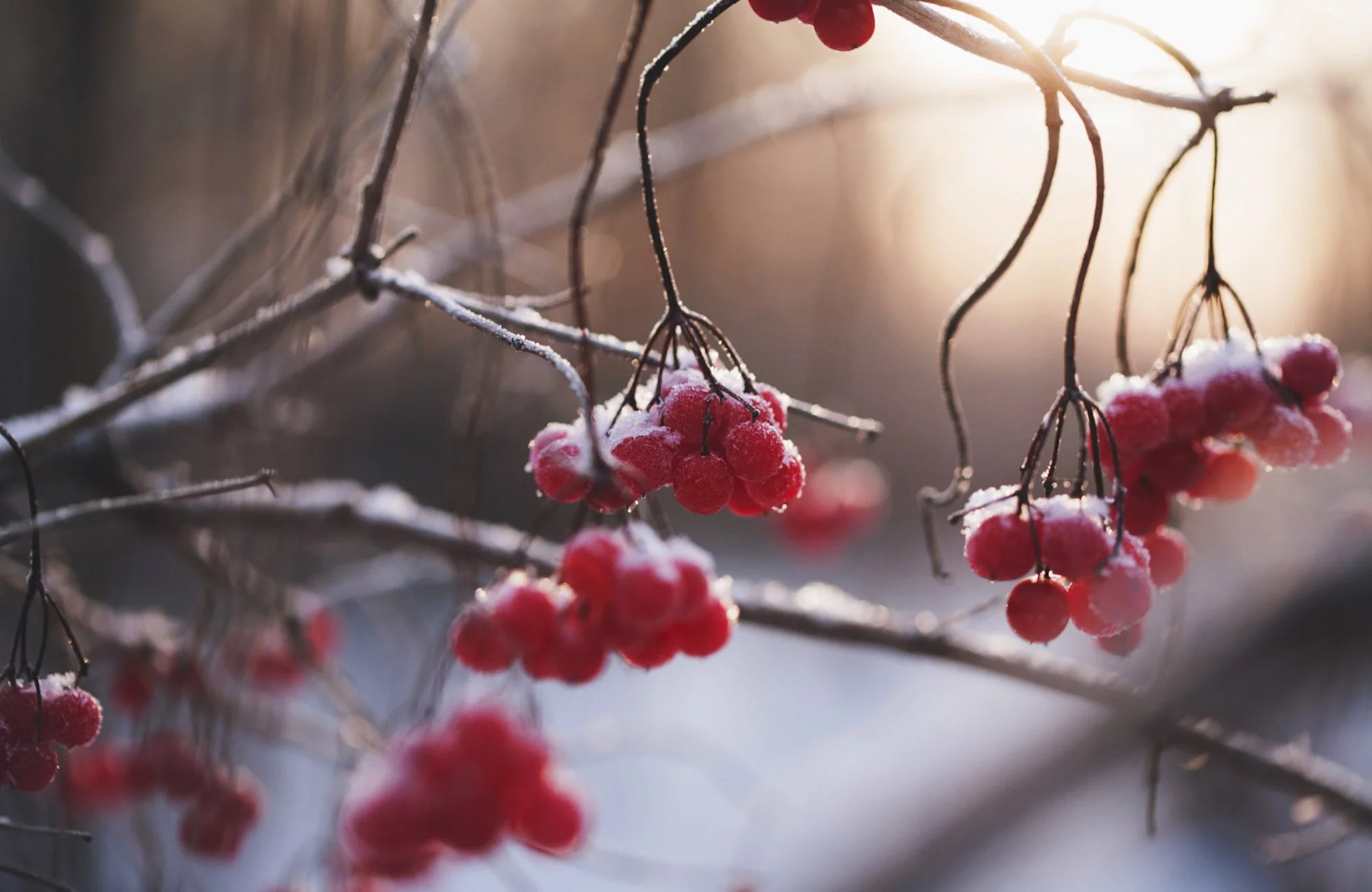 ice and snow covered red berries