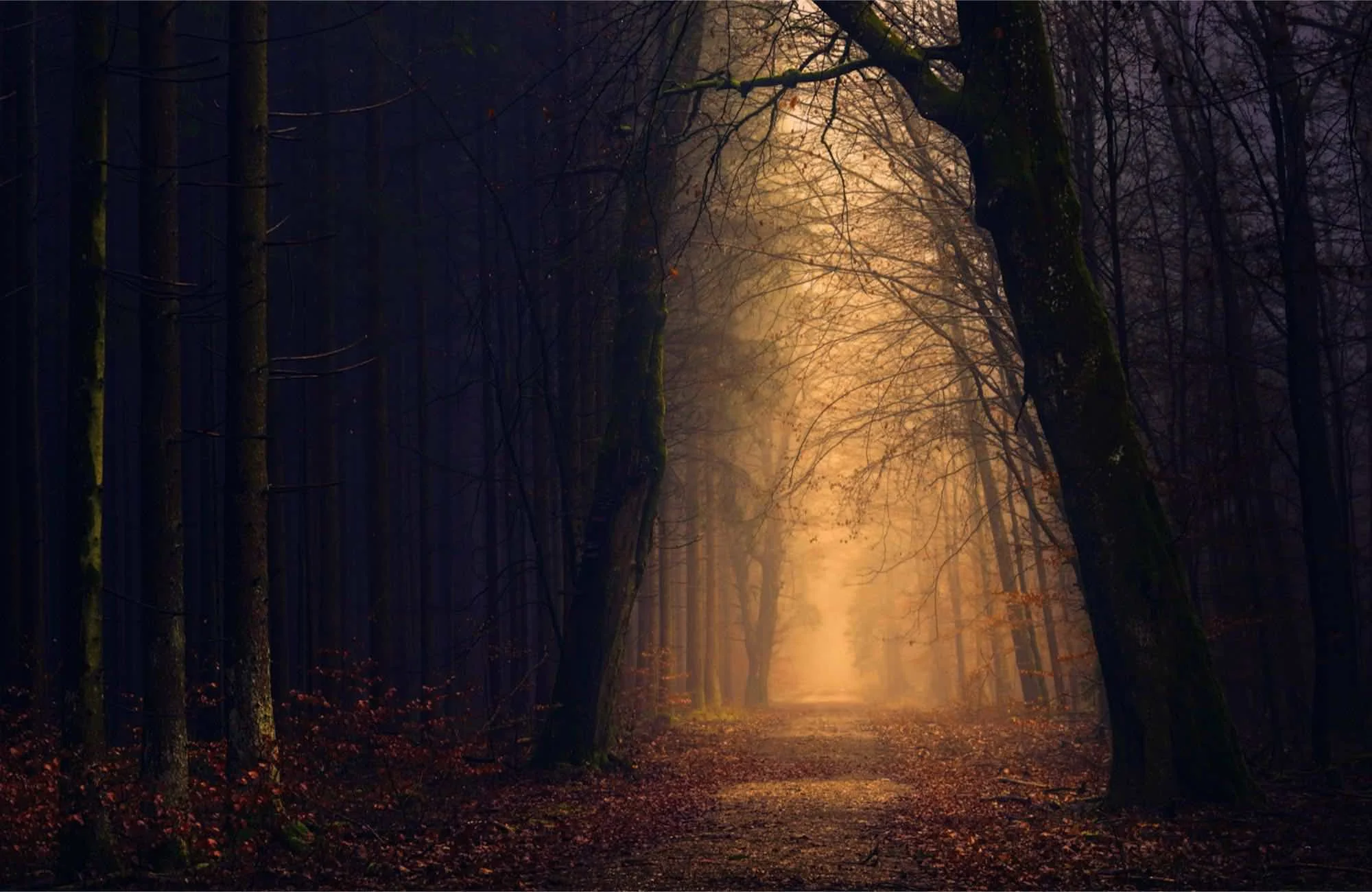 a path through autumn woods