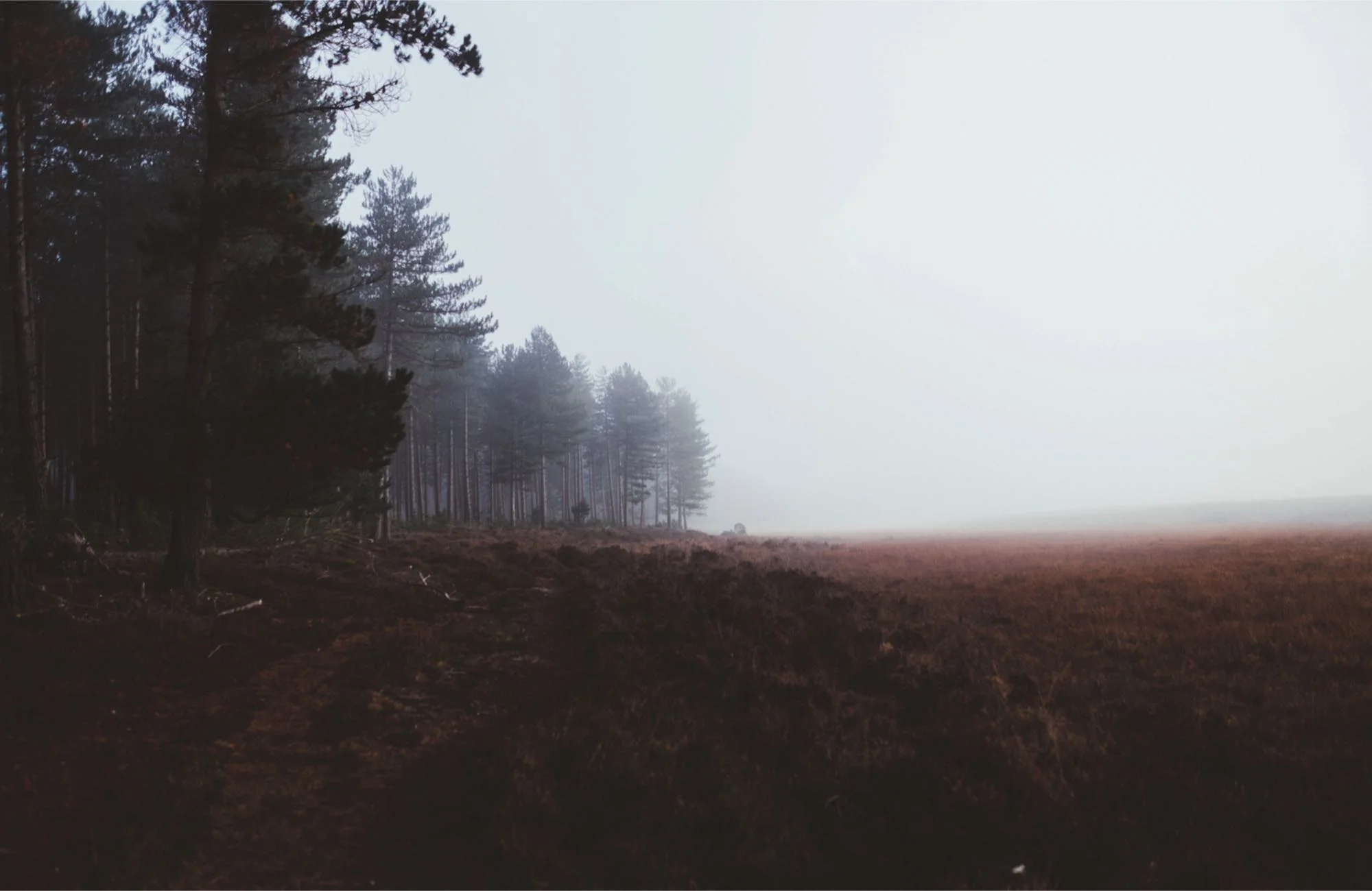 autumn woods