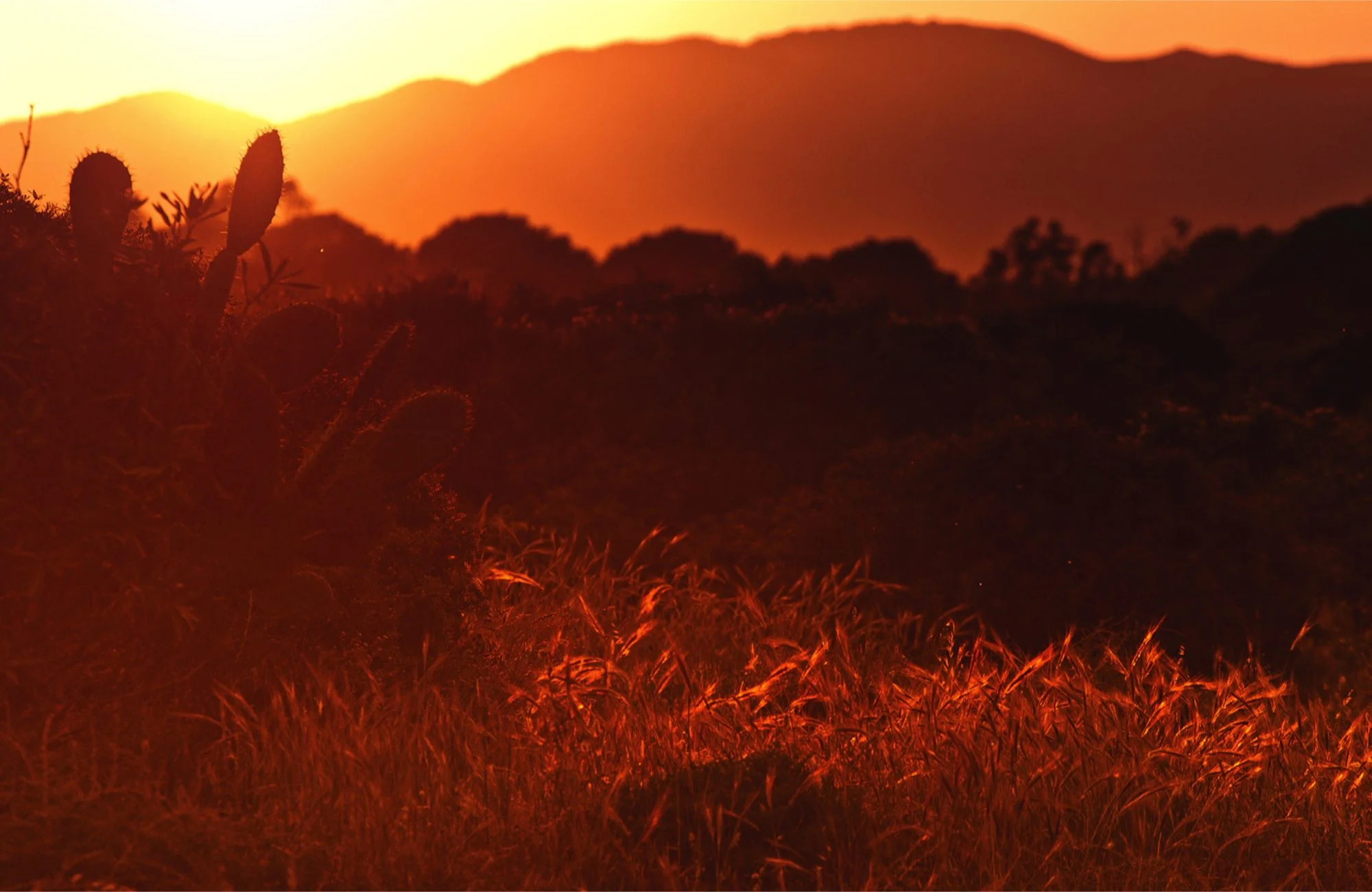 sun setting on a desert scene