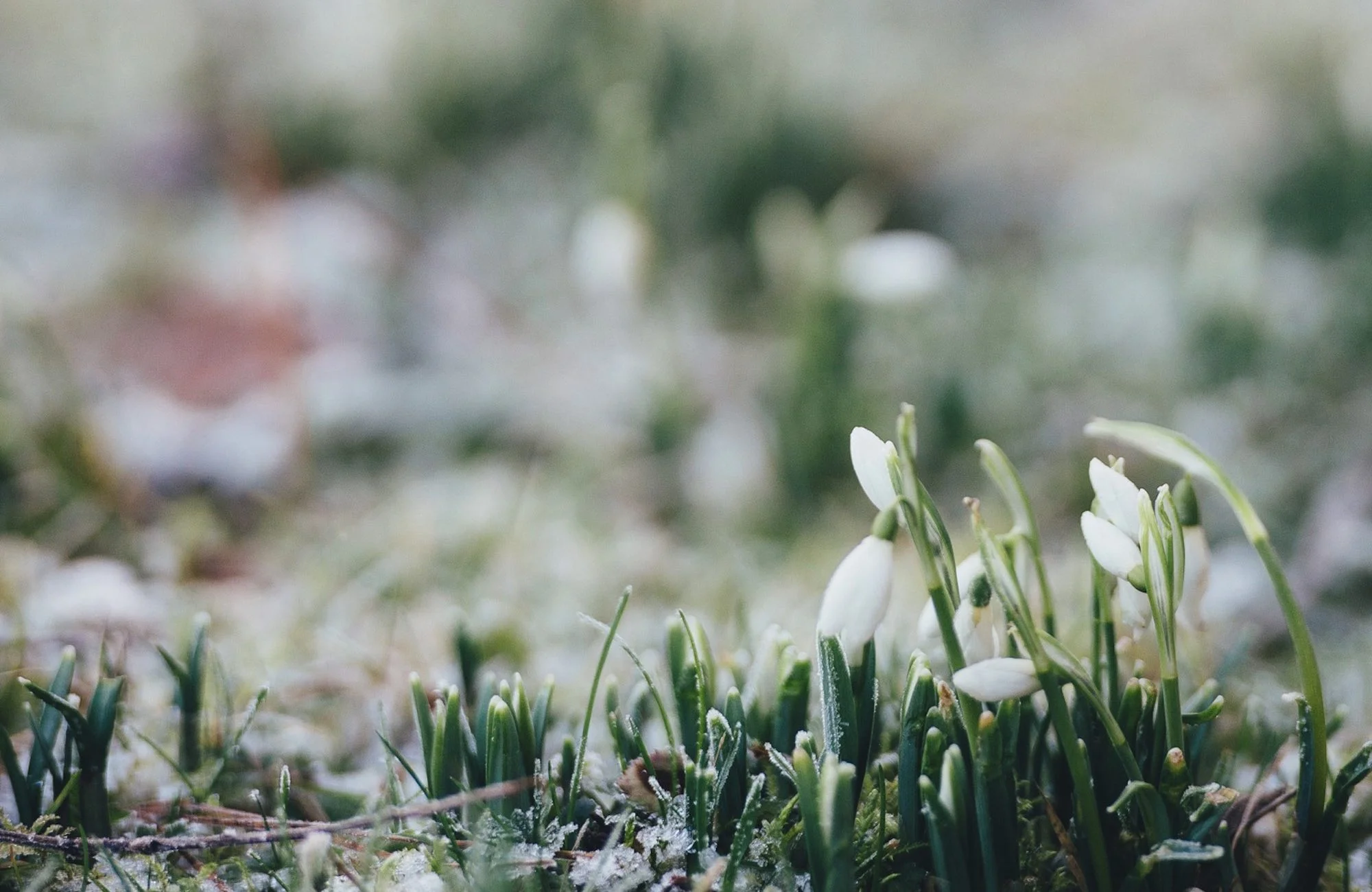 spring bulbs emerging from frosted ground