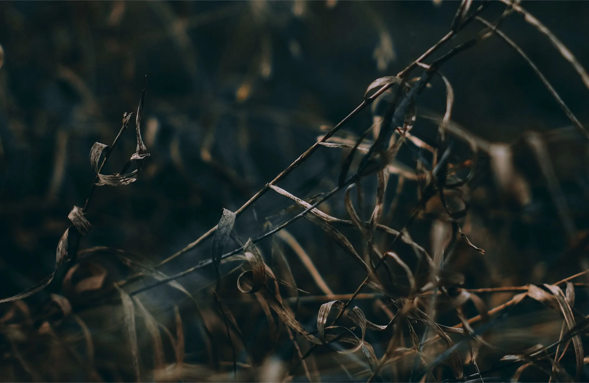 dry grasses