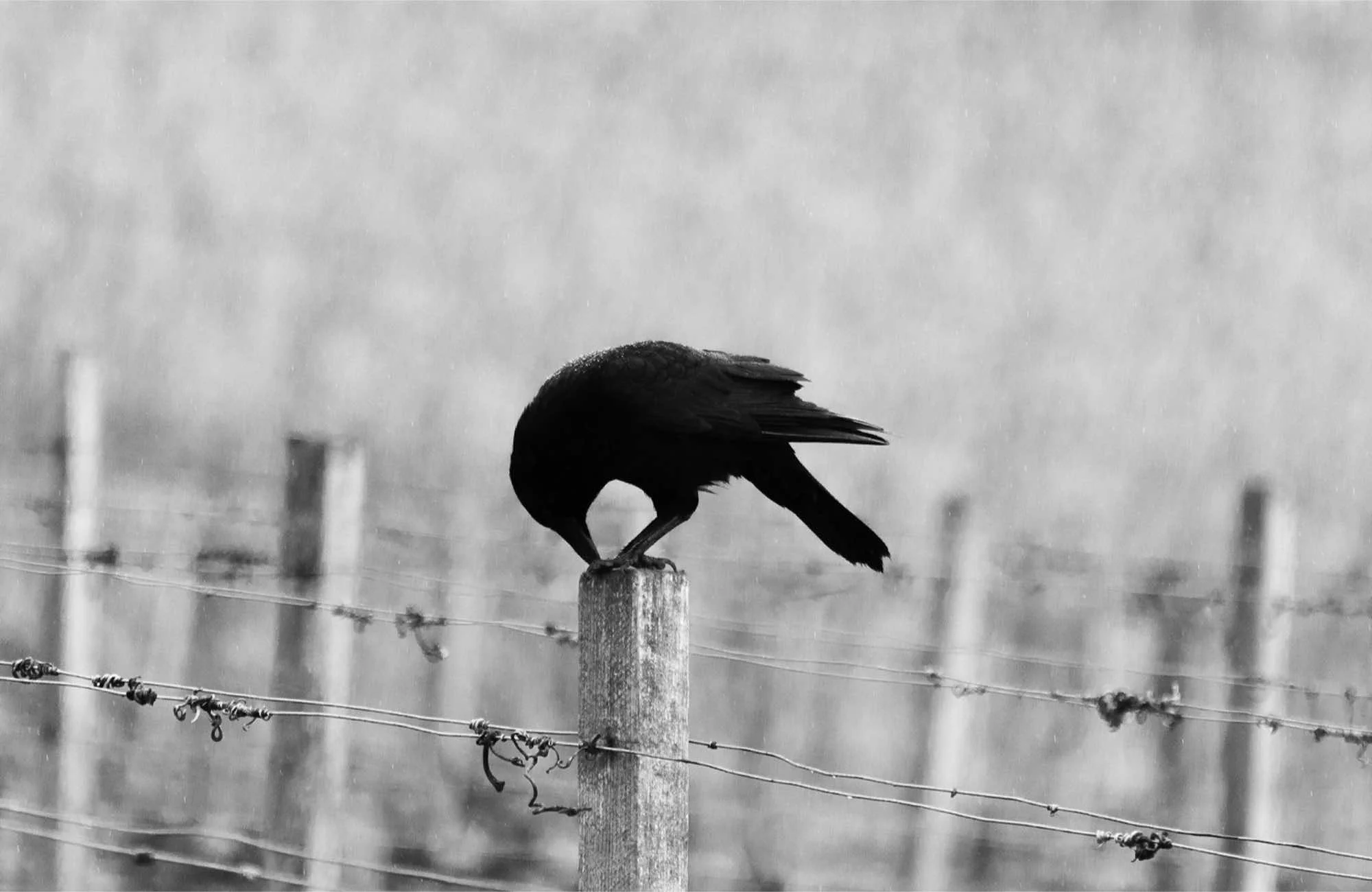 a crow on a fence post