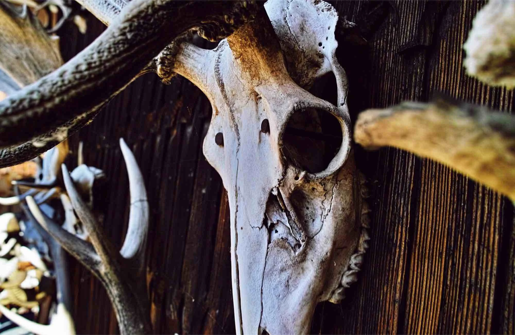 An animal skull mounted on a wall