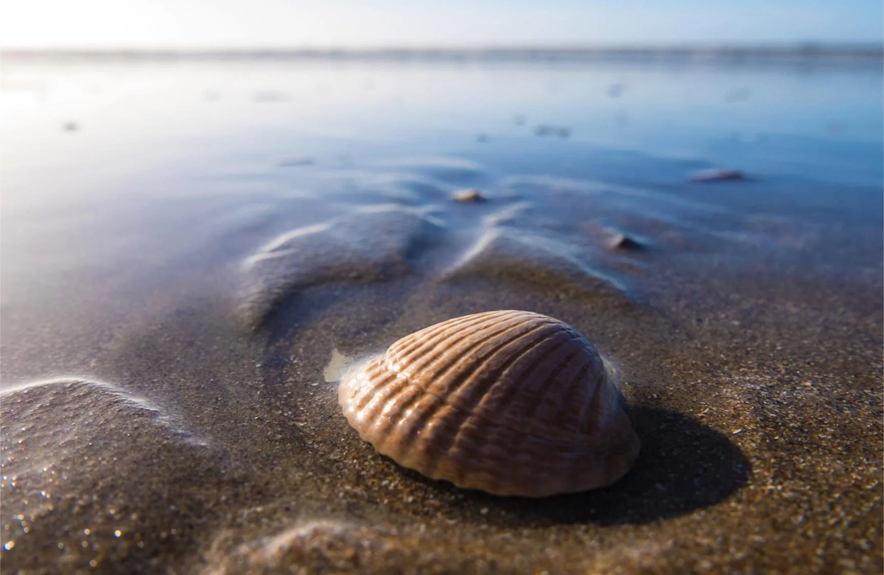 a seashell on a beach