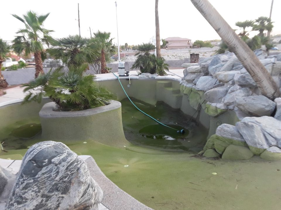 algae bloom