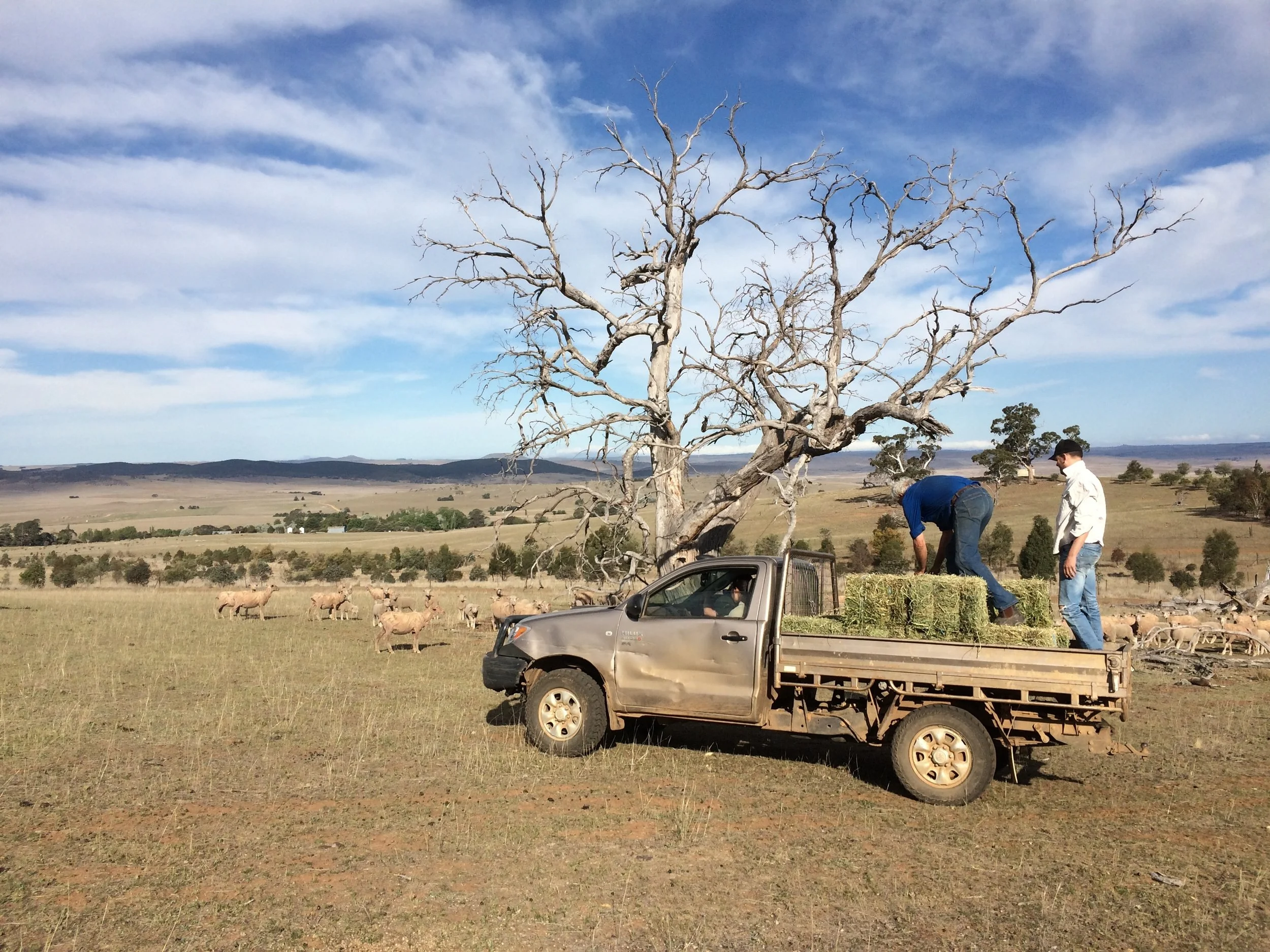Charlie & family off-loading feed for the sheep at Severn Park farm during a drought. Neighbouring farms to the right of this photo had already turned to dust. Pic: Anthony James.