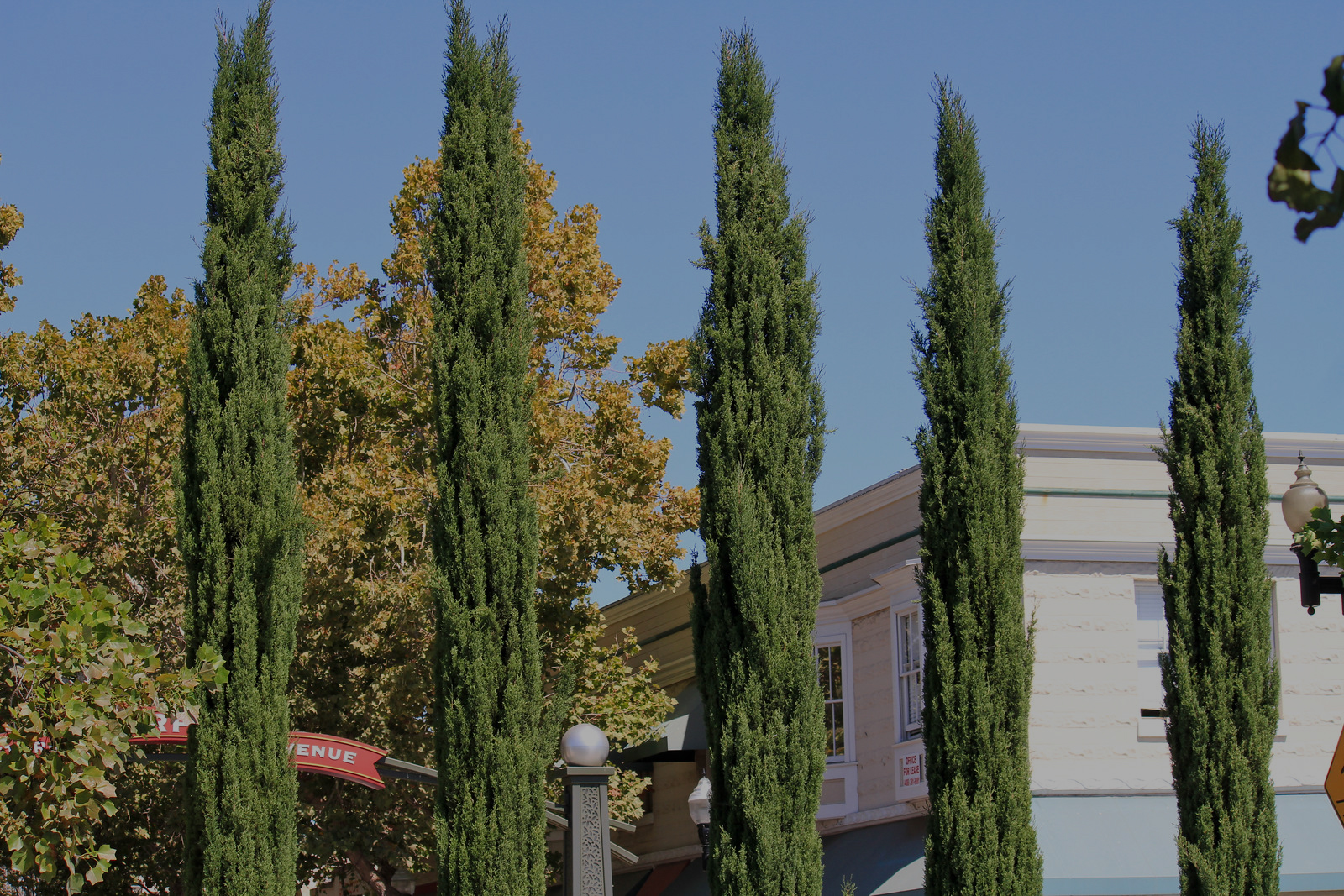 Sunnyvale-20-X3 copy.jpg