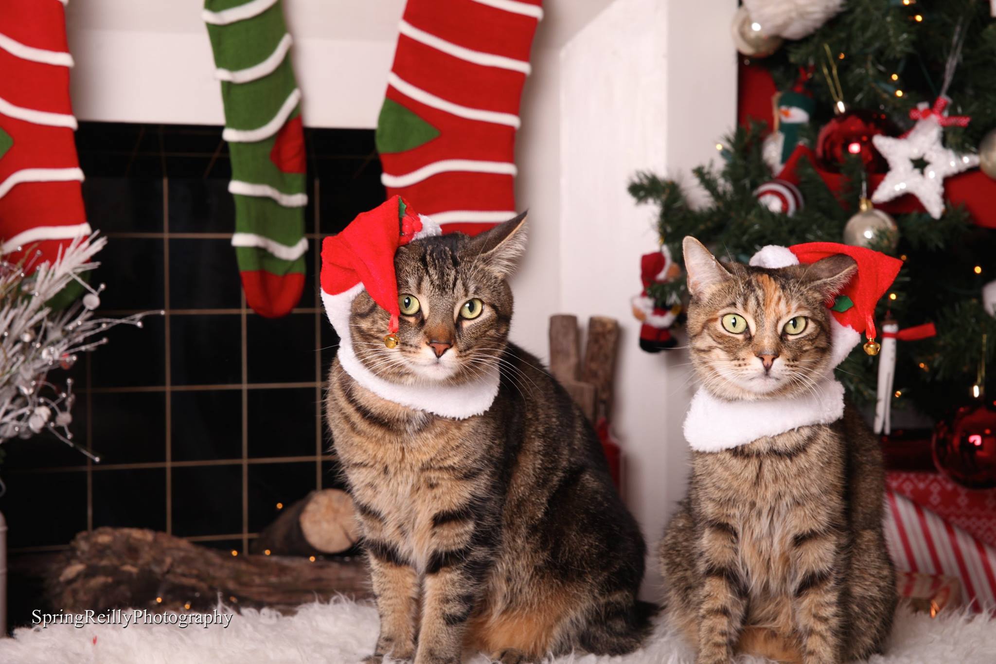 cats in santa hats.jpg