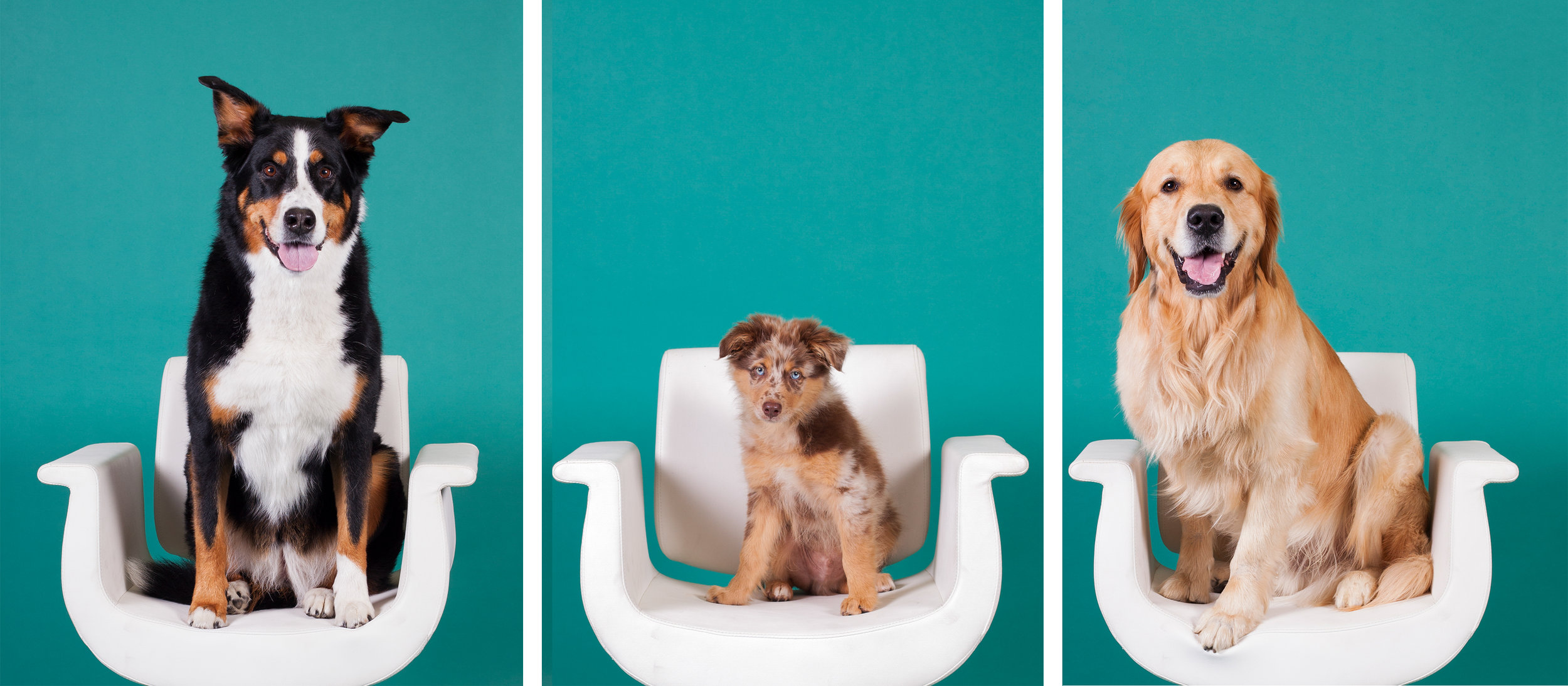 Darci's 3 dogs on chairs.jpg