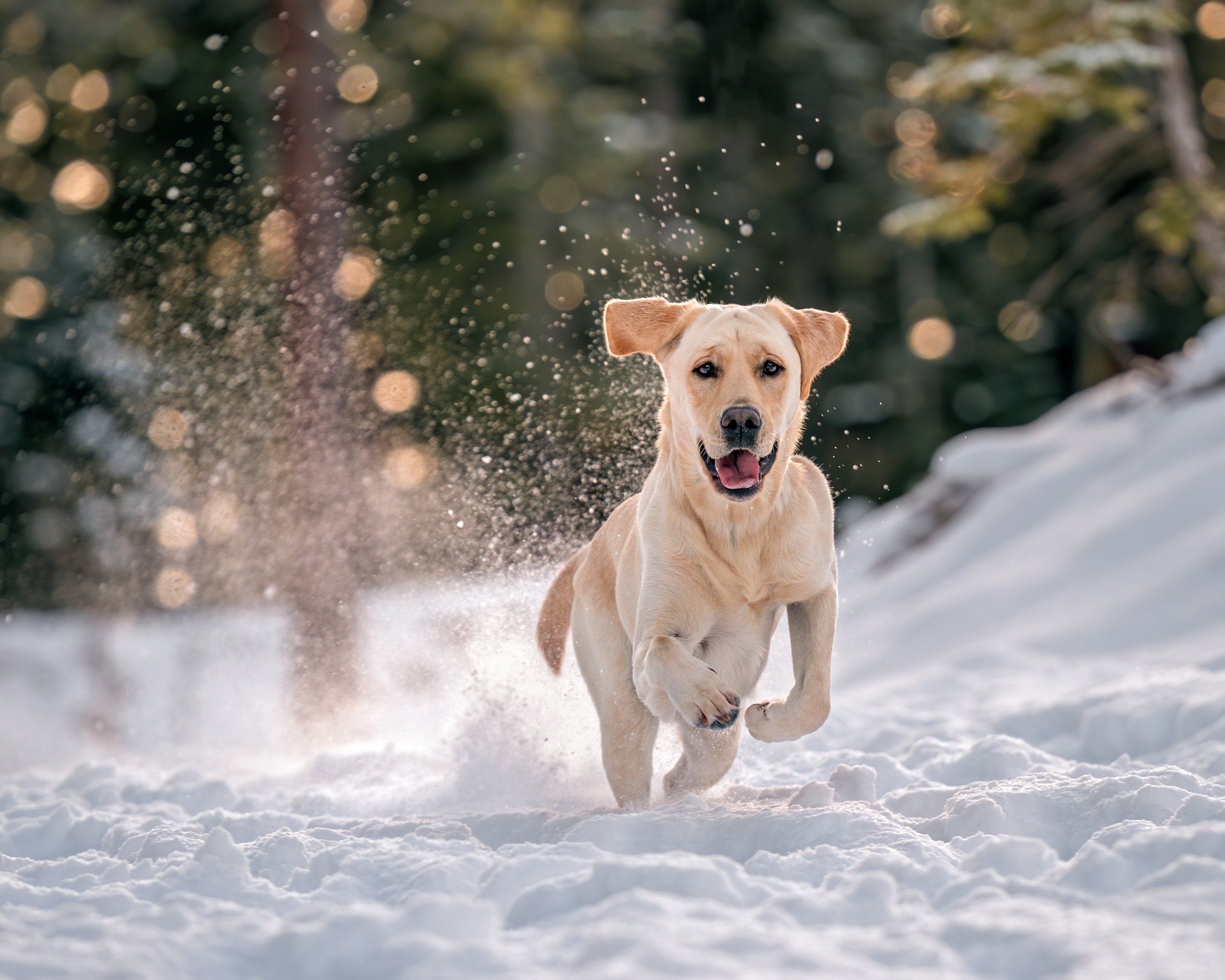 labrador-retriever-in-the-snow-lake-tahoe-California-Heidi-Adler-Photography-Google My Biz.jpg