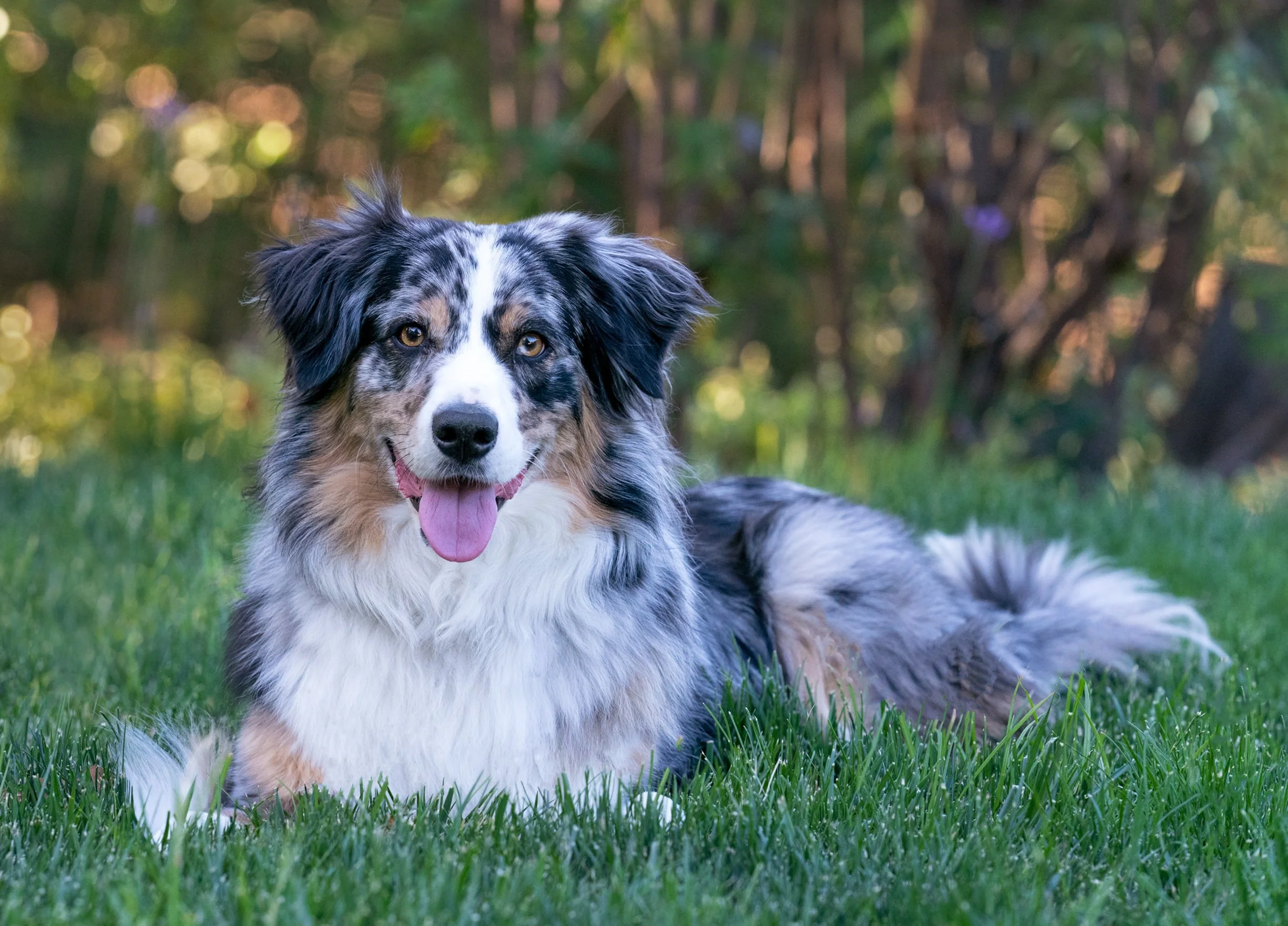 australian-shepherd-Danville-California-Heidi-Adler-Photography-Google My Biz.jpeg