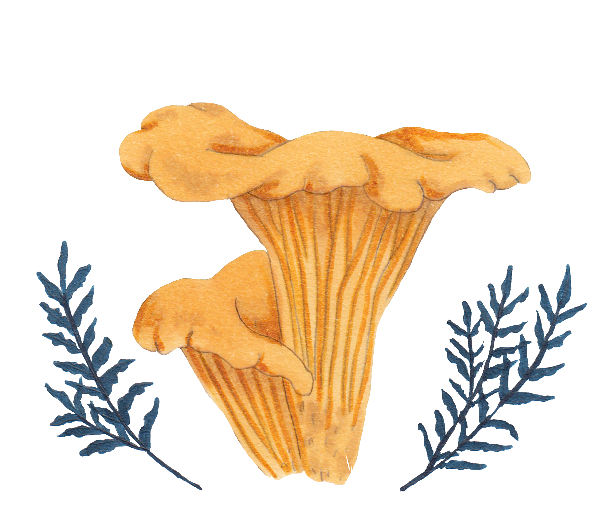 2 - CB Project - chanterelle .png