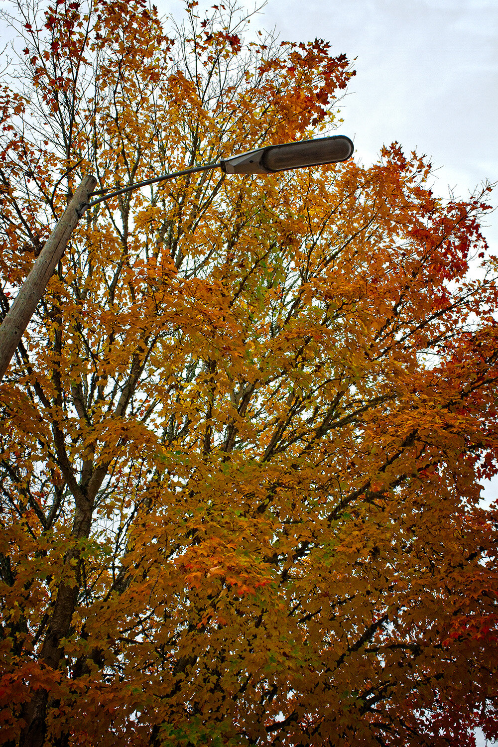 Fall Colors