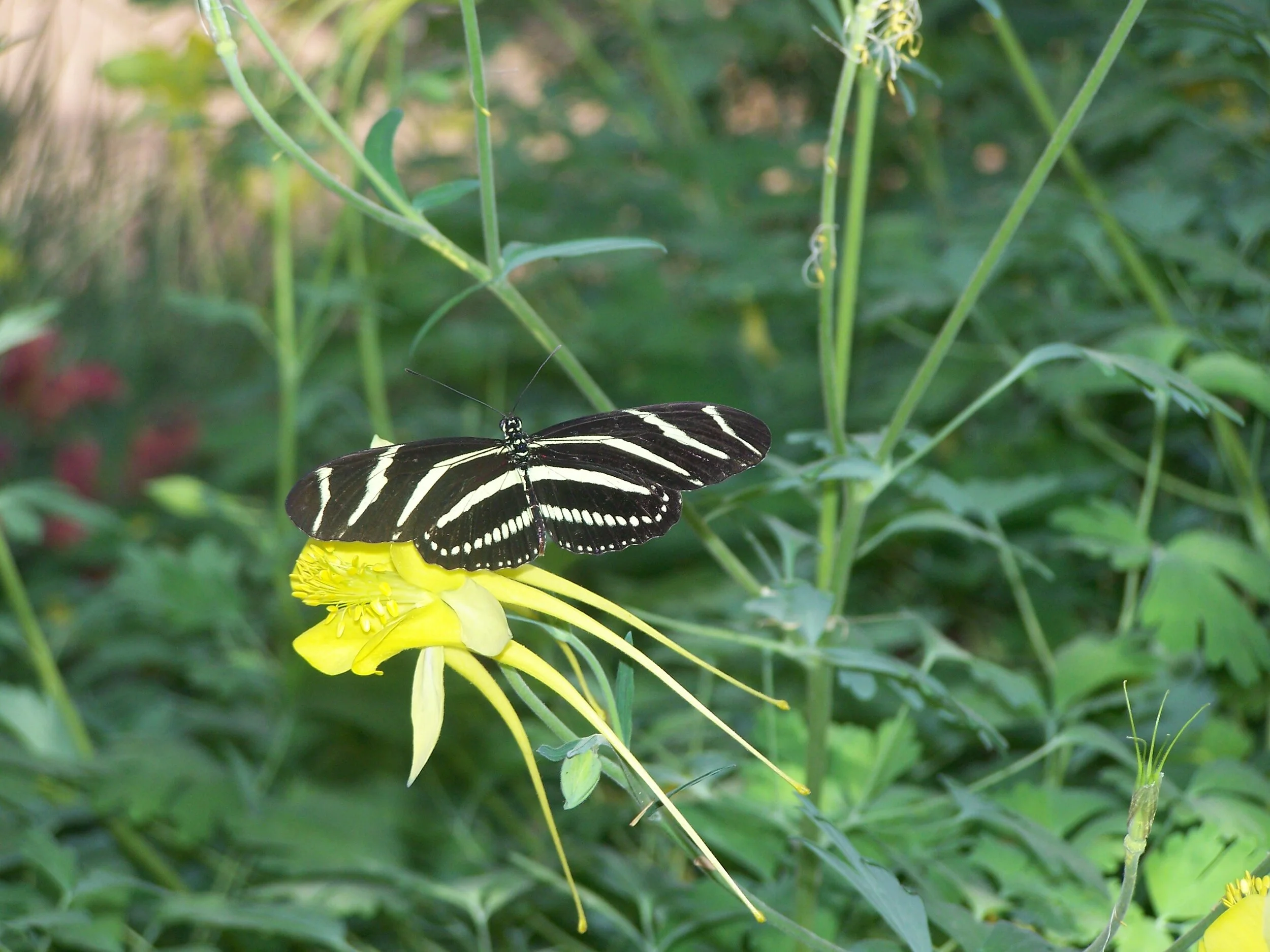 Lady Butterfly