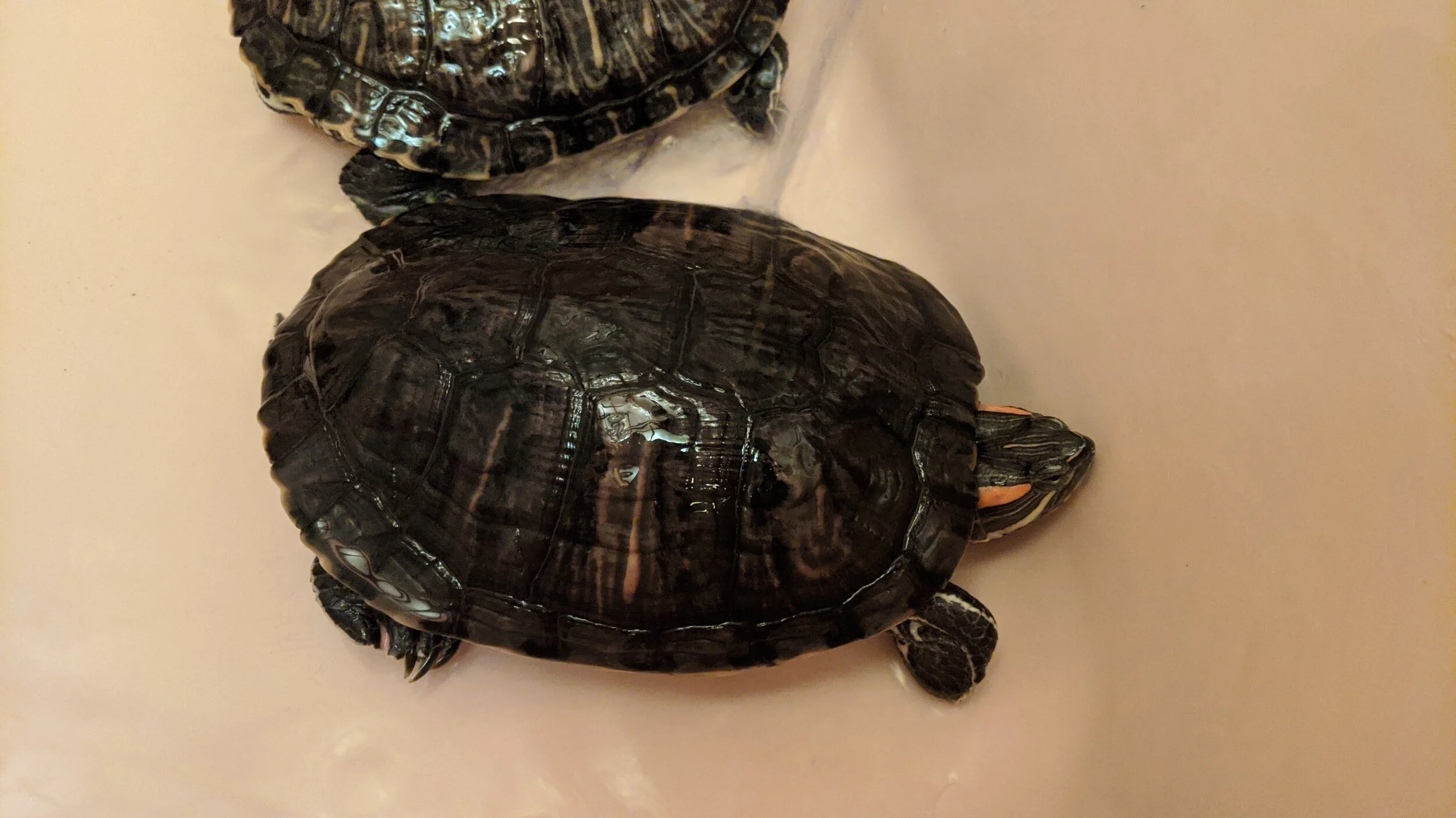 Raphael is 7 year-old Red Eared Slider water Turtle. Looking for his turtle-riffic for-ever home!