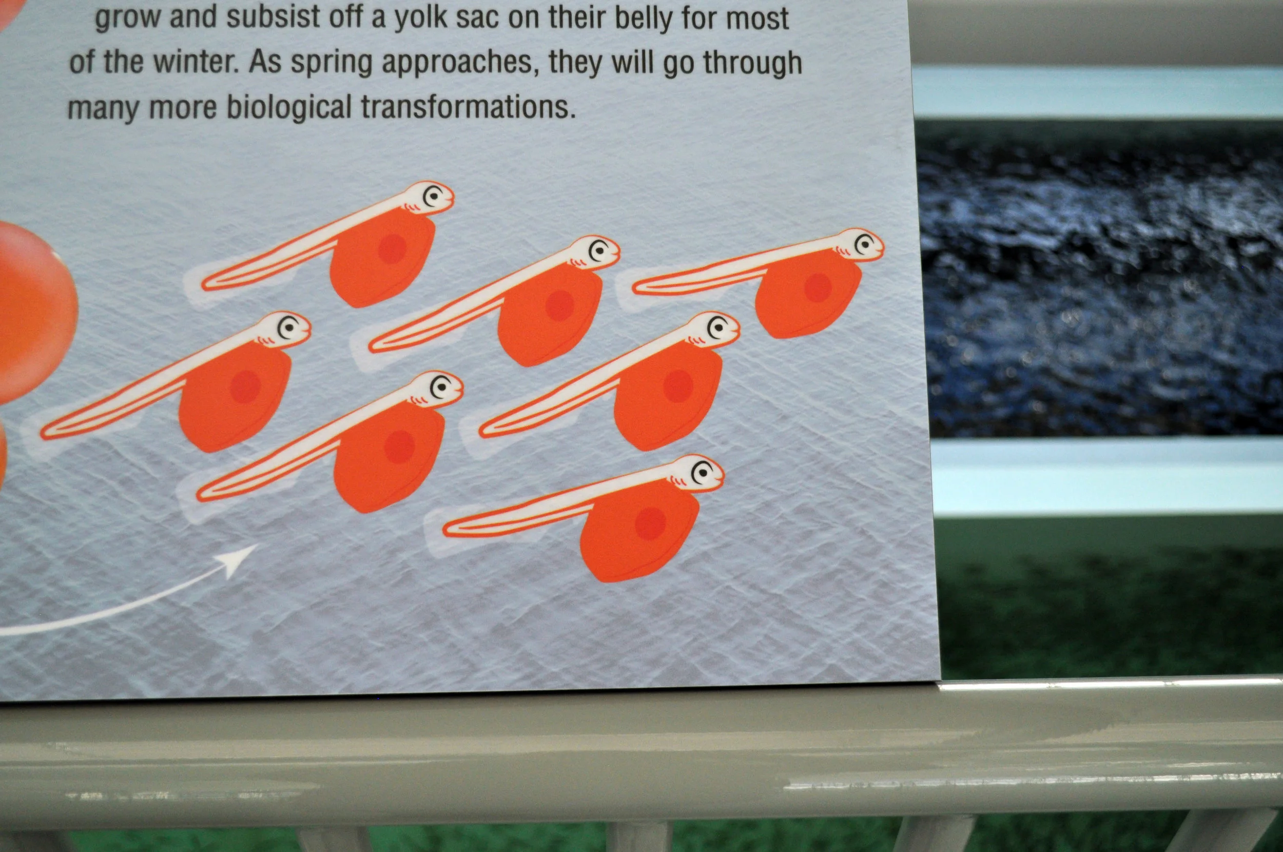 Macaulay Salmon Hatchery
