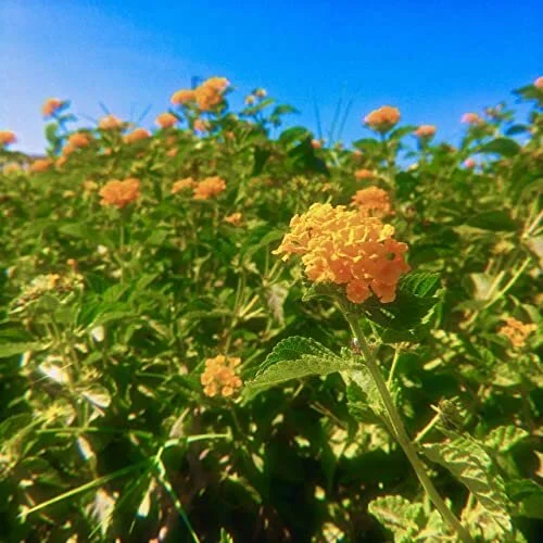 honeyflowers - Shimmer (review)