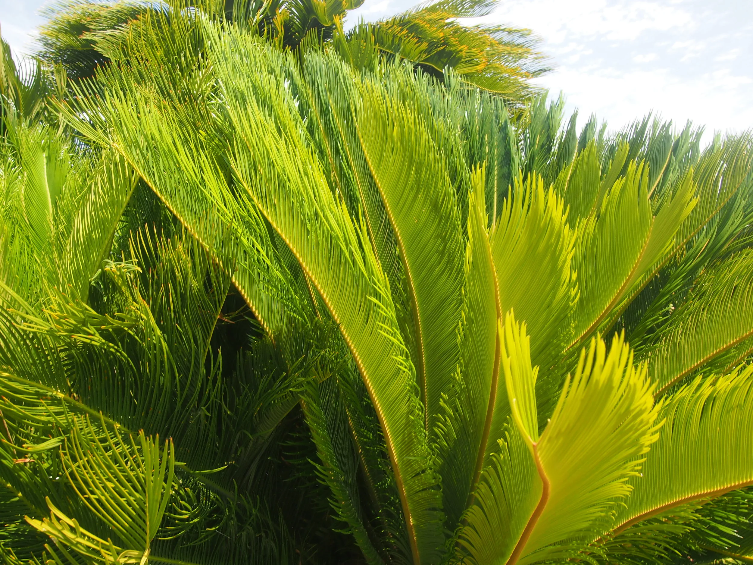BOTANICALS OF BARCELONA