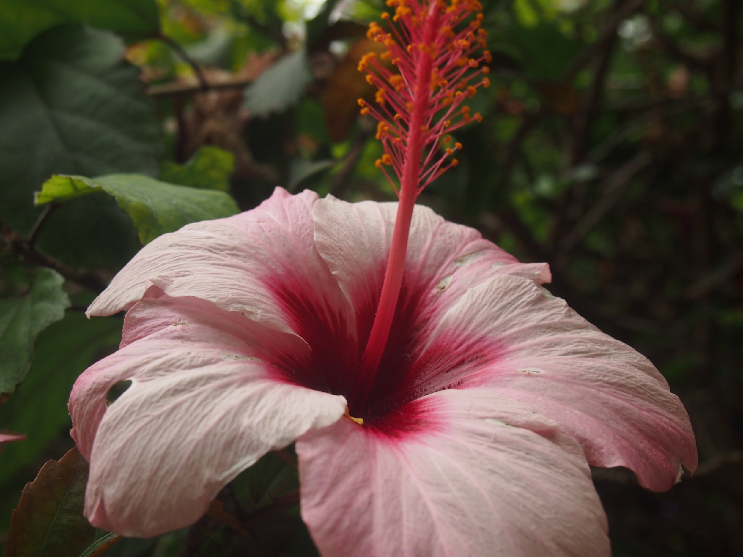 BOTANICALS OF TENERIFE