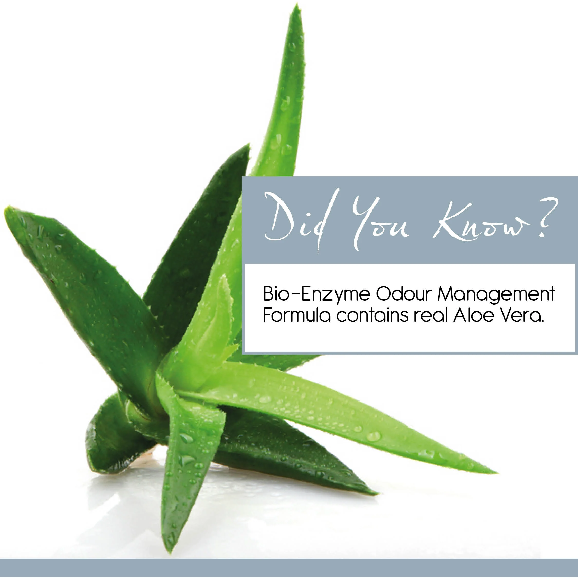 Aloe Vera social post.jpg