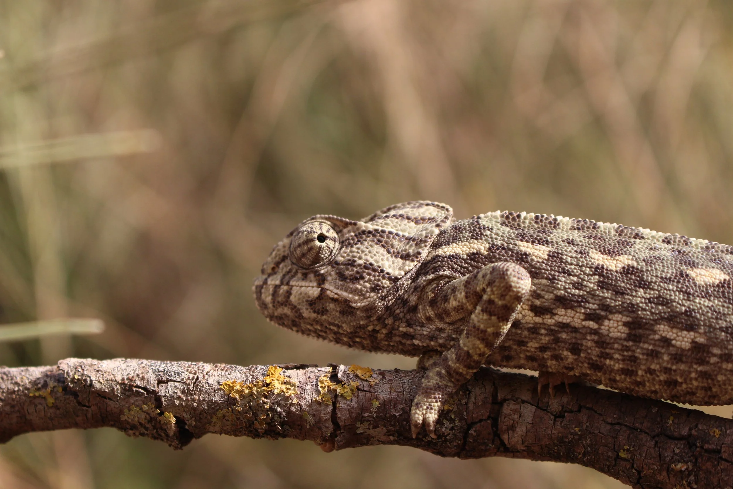 Fauna Verdelago 8.jpg