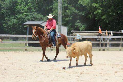 Will teaching a horse to work cattle.