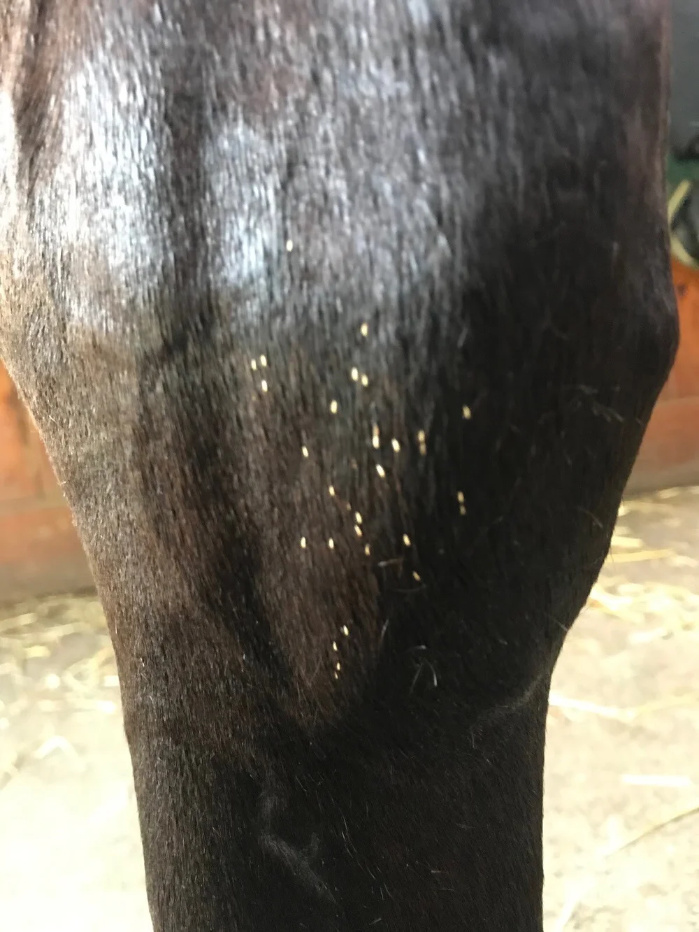 Tis The Season For Bots Around The Water Trough