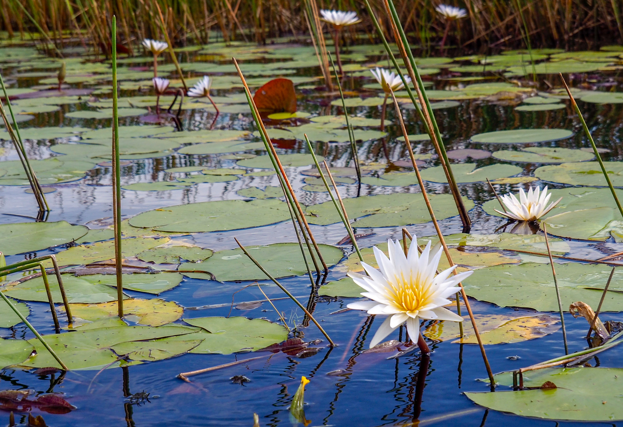 The Okavango Delta, Botswana