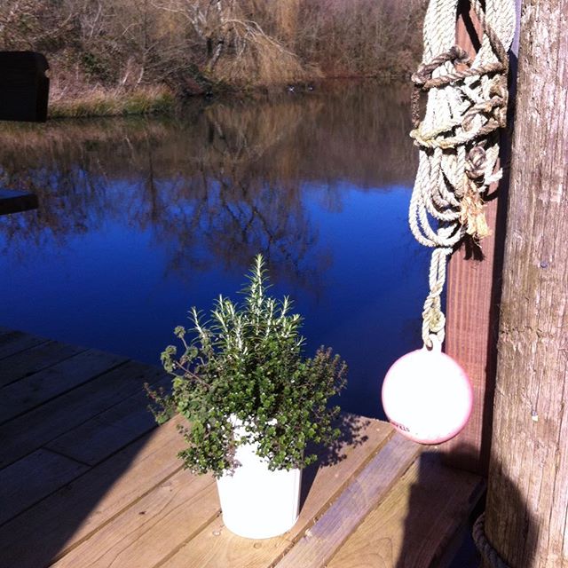 The Canada geese have arrived up at the lake today, the sun must have brought them out...