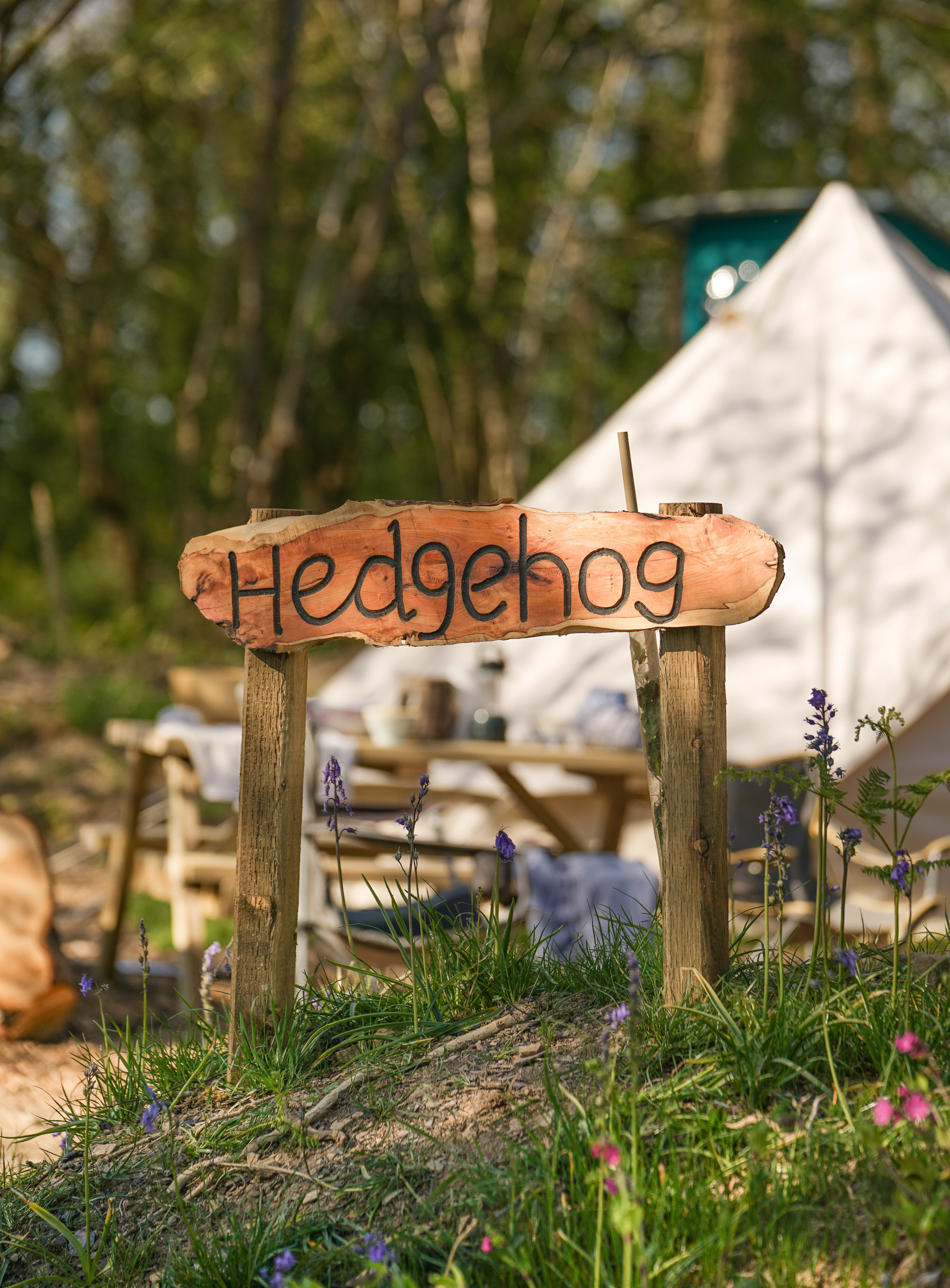 Hedgehog Camping Pembrokeshire Dragonfly Camping