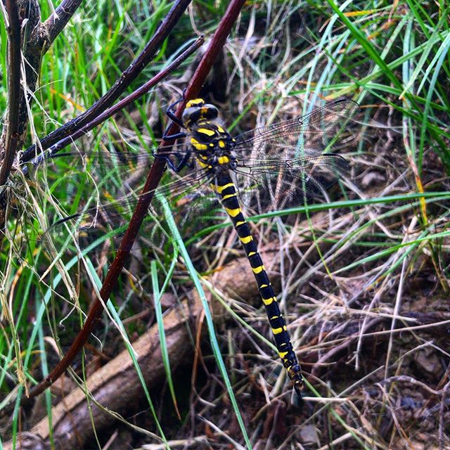 A Golden Ringed Dragonfly paid us a visit yesterday on the week of opening our woodland camping pitches....coincidence? Come and check it out for yourselves! #dragonflycamping