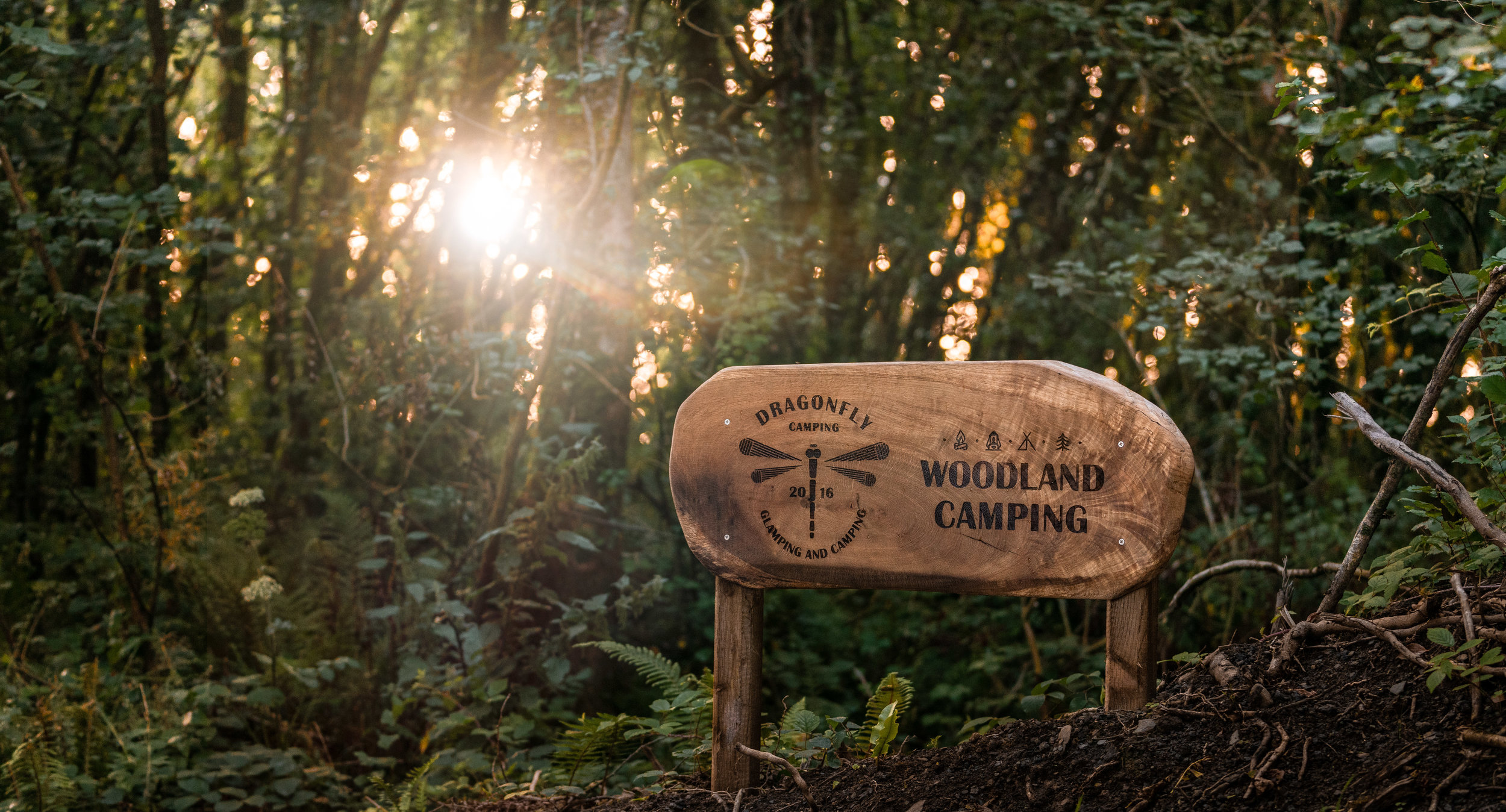 Woodland Camping Pembrokeshire Dragonfly Camping