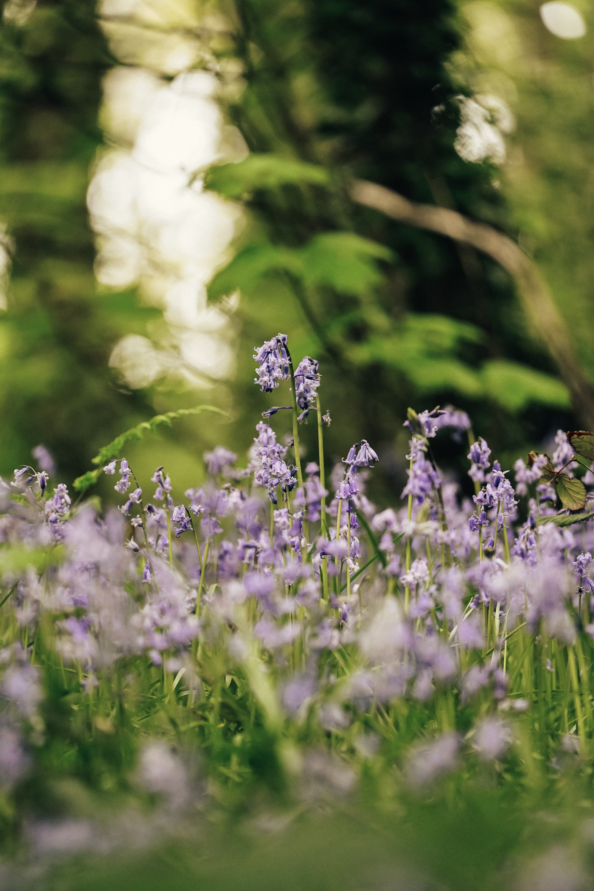 Bluebells-17-27-April.jpg