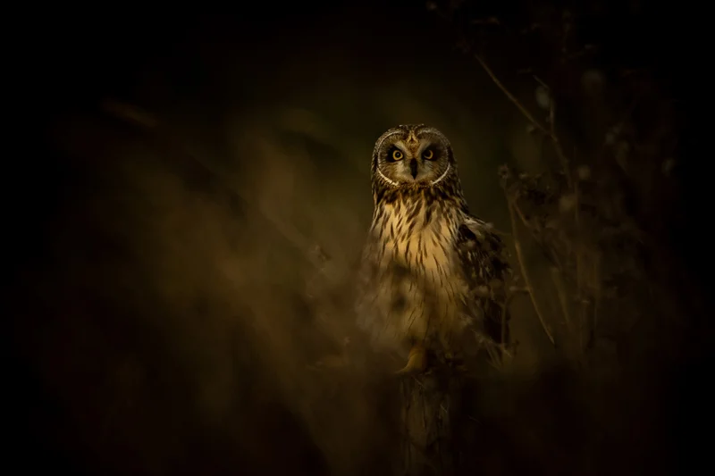 SHORT EARED OWL ON A WINTER EVENING CAMBRIDGESHIRE FENS - Jon Winnan