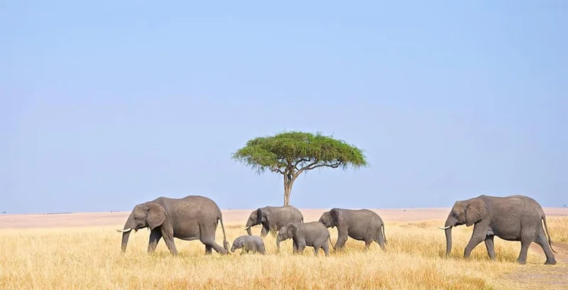 THE TROOP AND THE ACACIA MASAI MARA - Toby Apperley