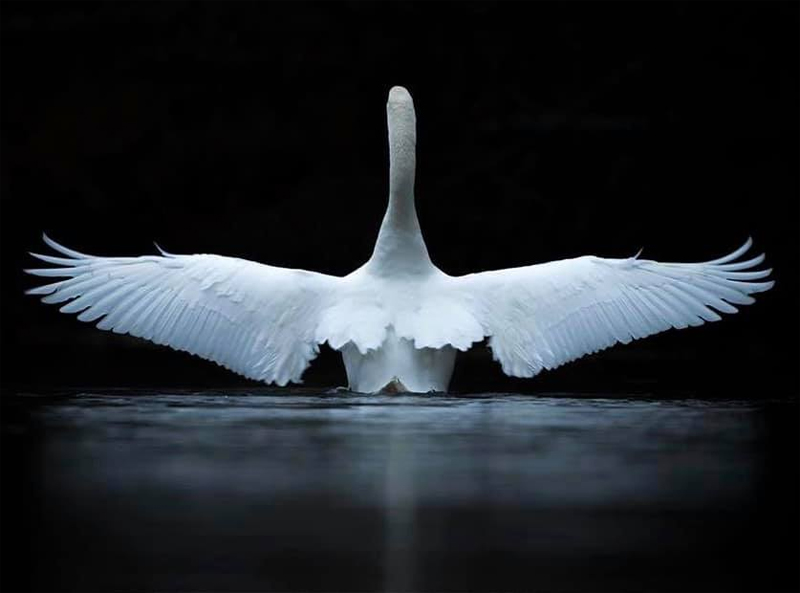 ANGEL'S WINGS - Marco Omiletti