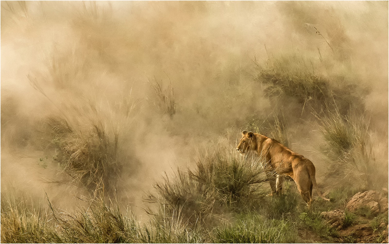 LIONESS - Diana Knight