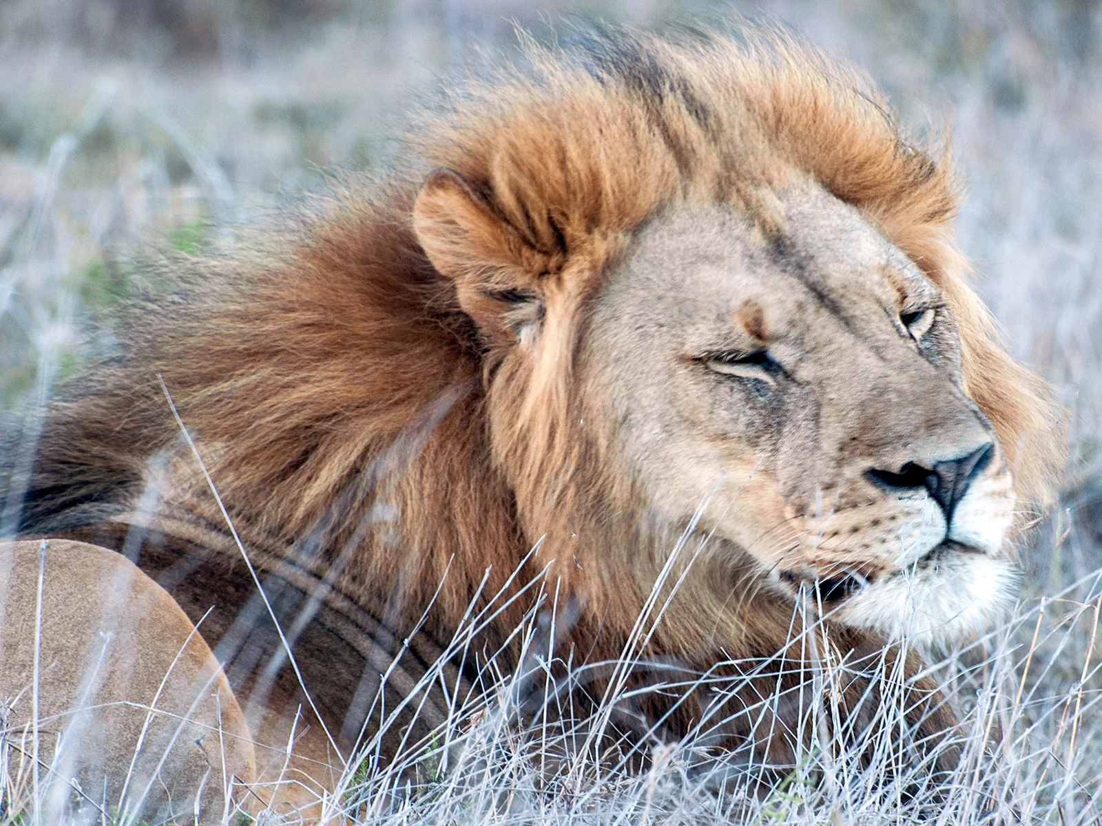LION - Aart van Deutekom