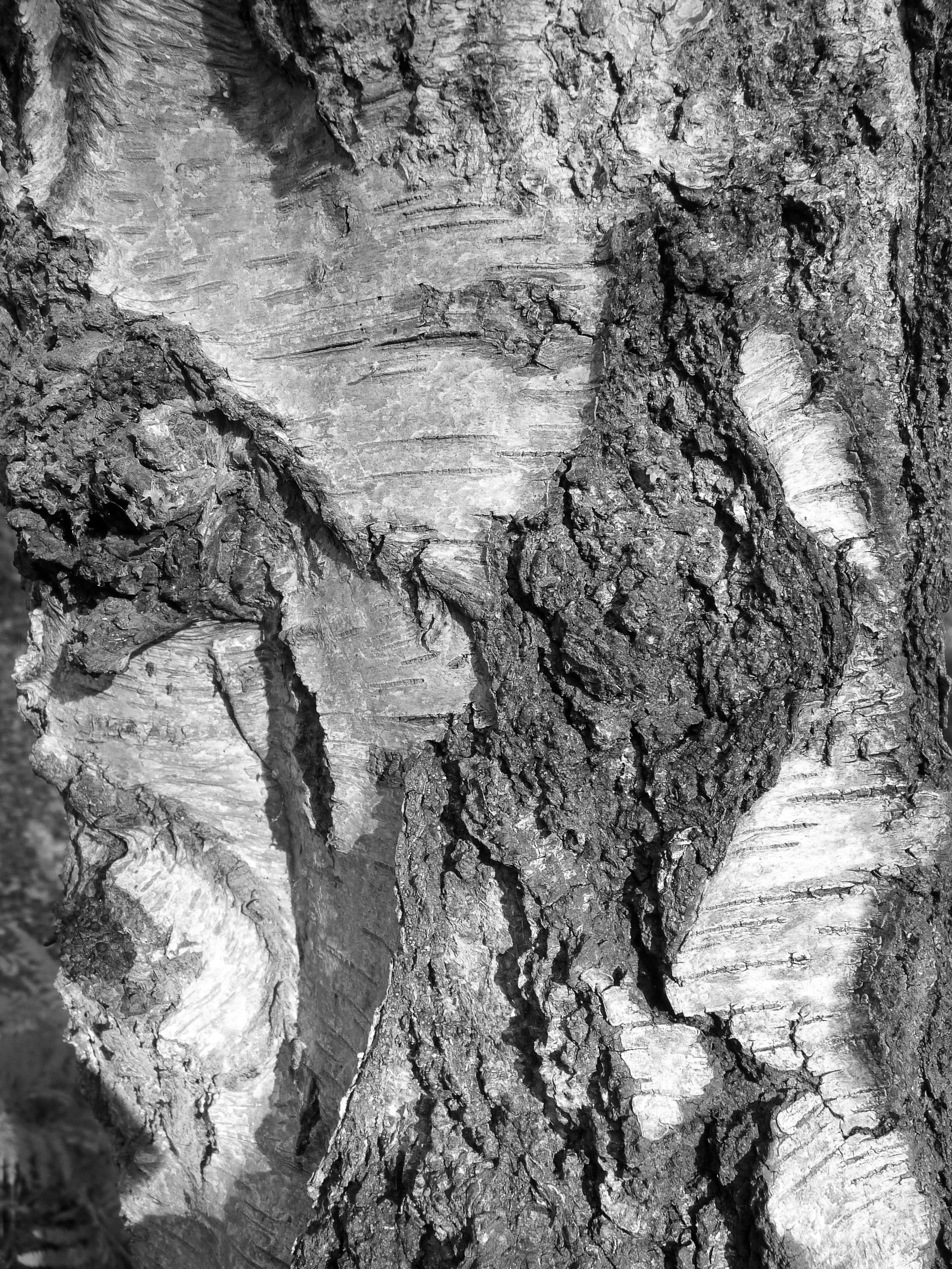 BIRCH BARK - Keith Galliford